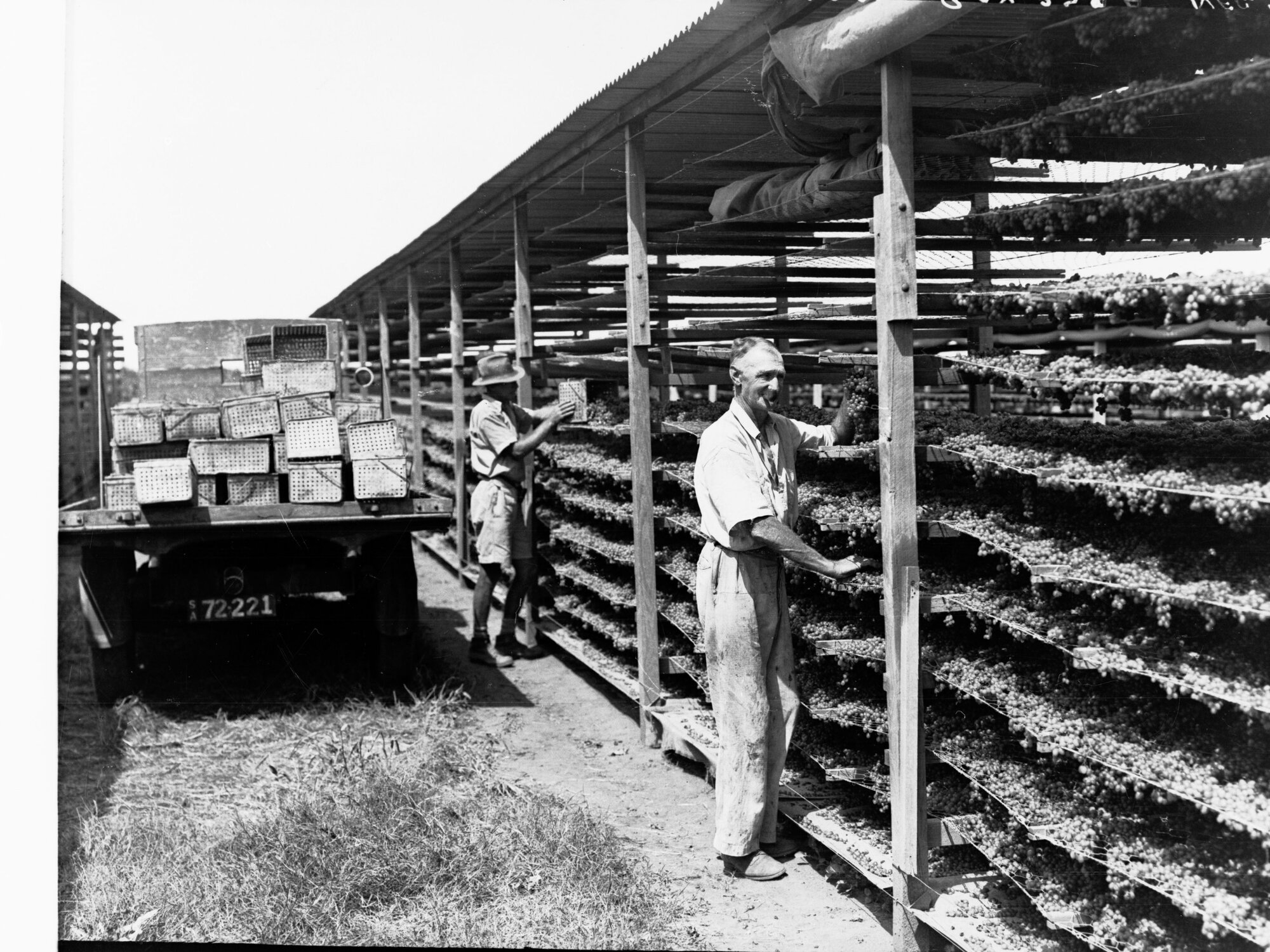 Men drying grapes