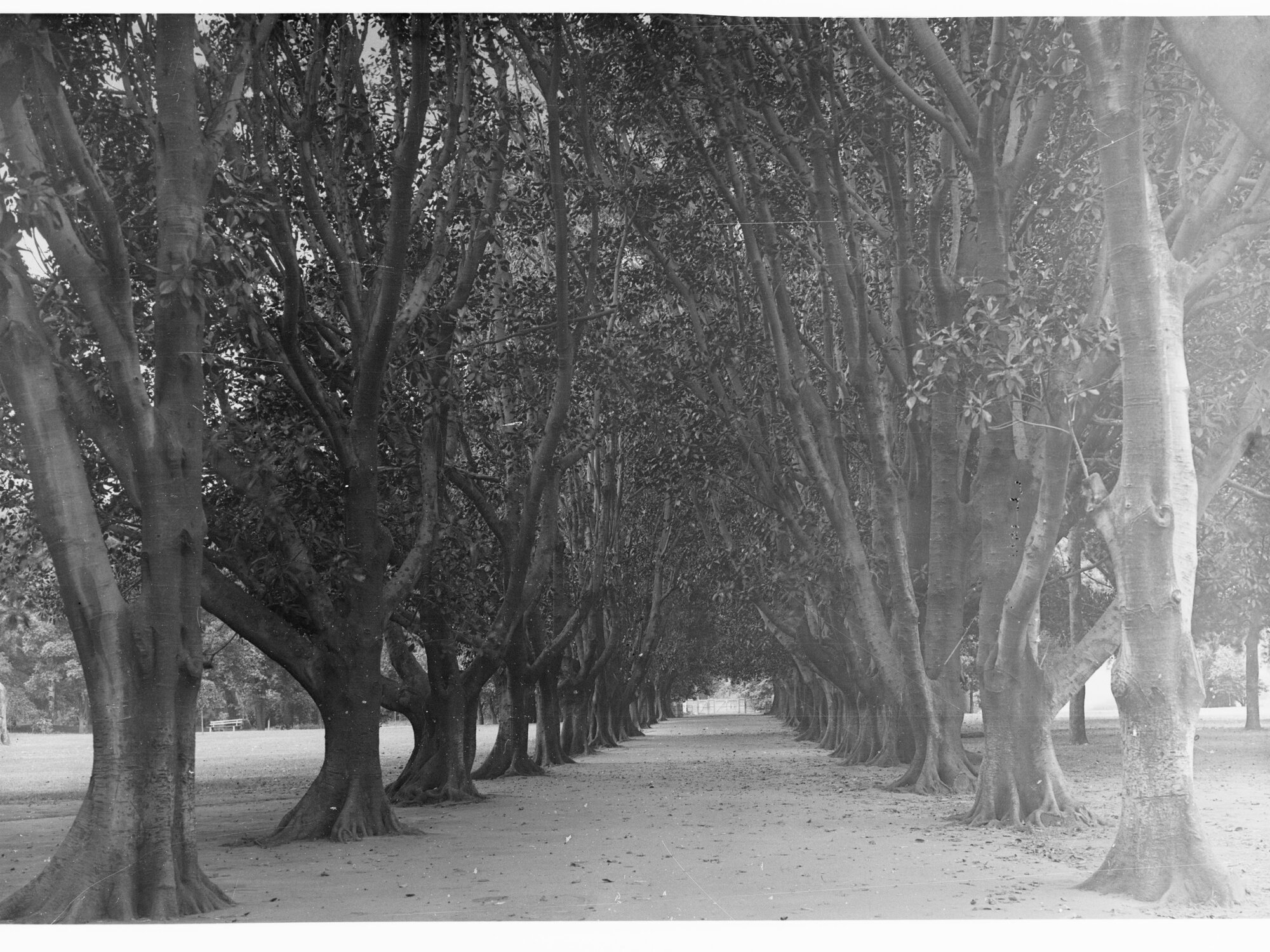 Moreton Bay Fig Lane, Botanic Gardens