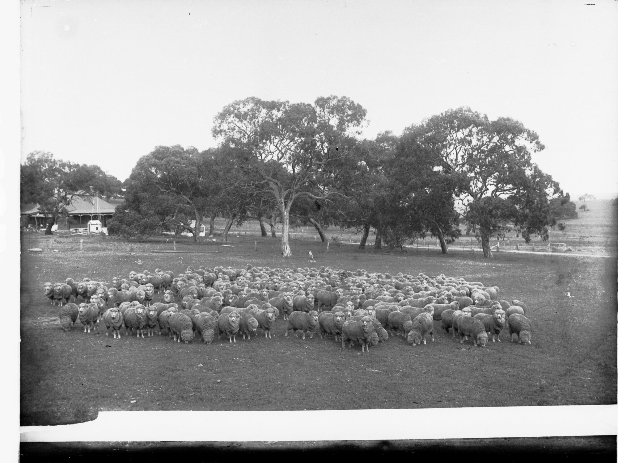 Flock of Sheep
