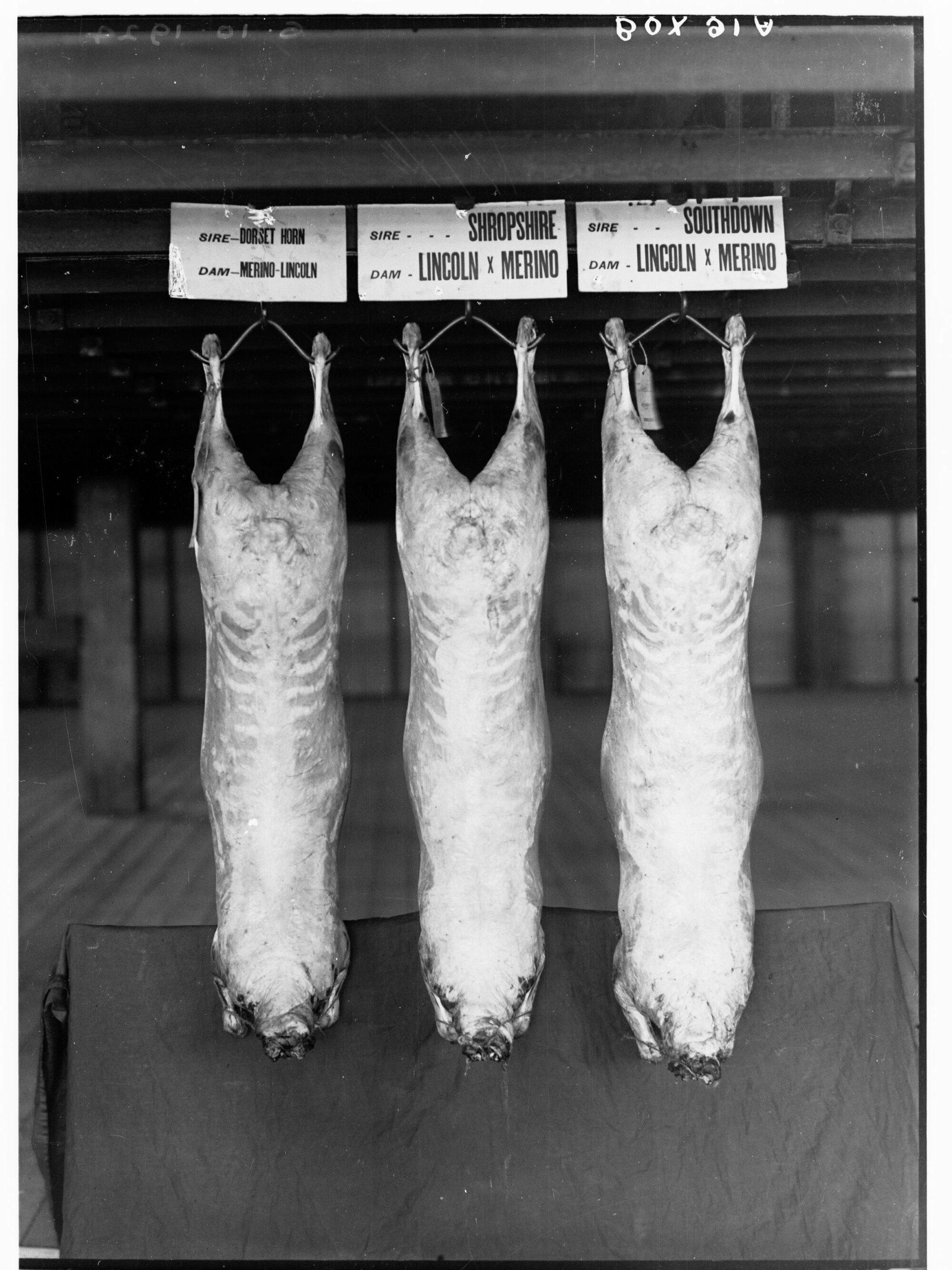 Carcasses hanging in a cool room - Agricultural Department