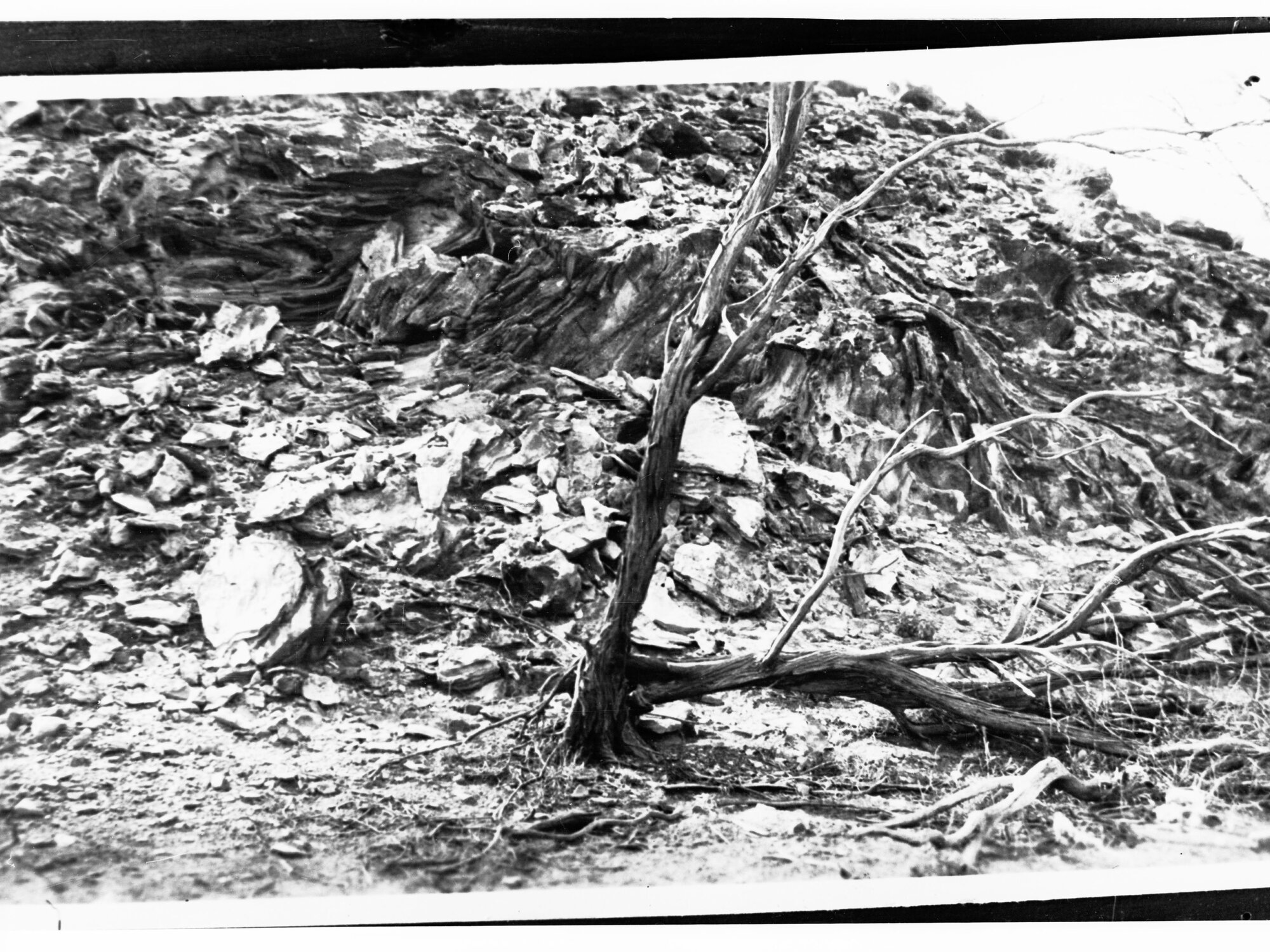 Dead Tree, Northern Territory