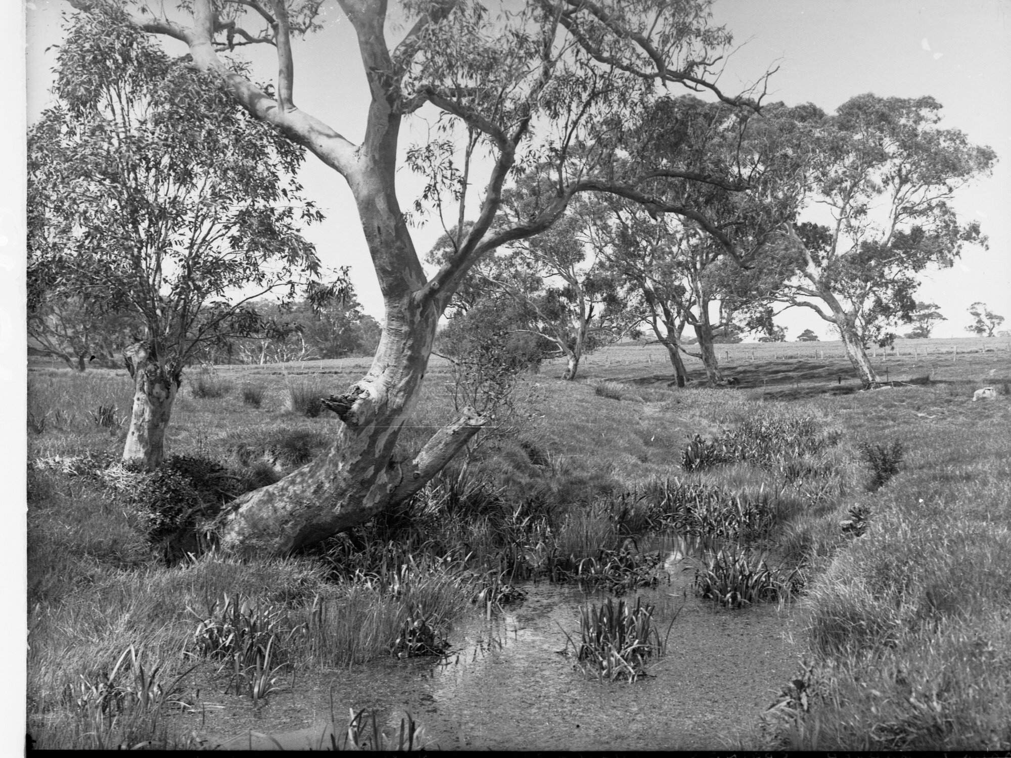 Mount Barker Springs