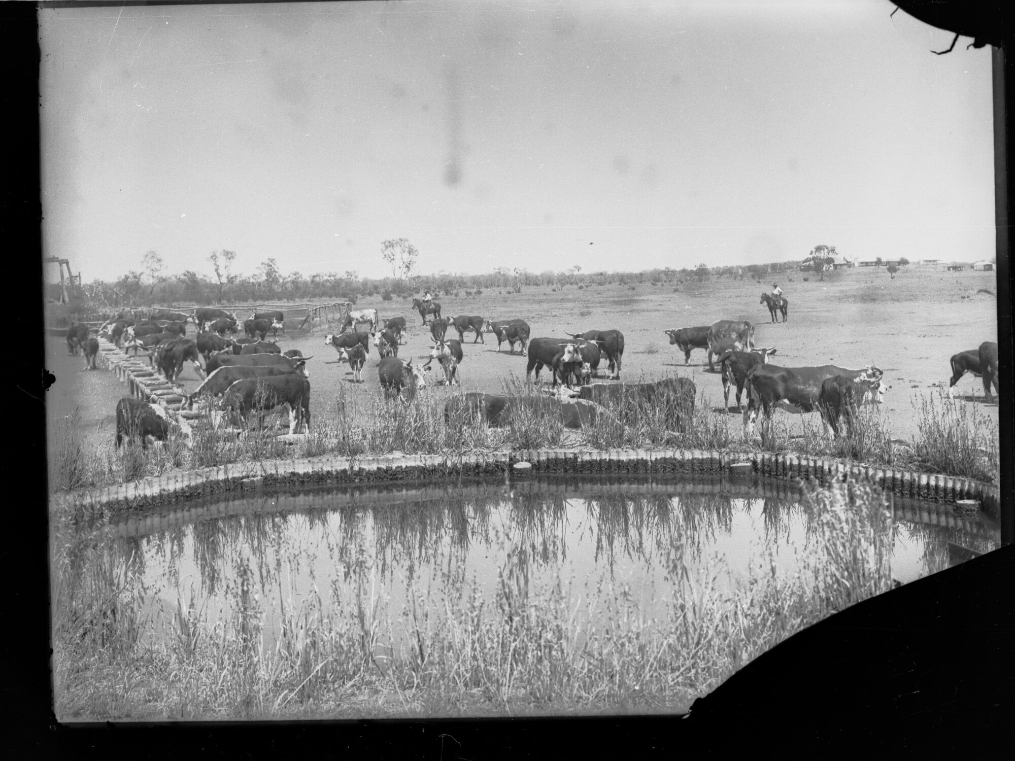 Cattle Far North South Australia,  area unknown