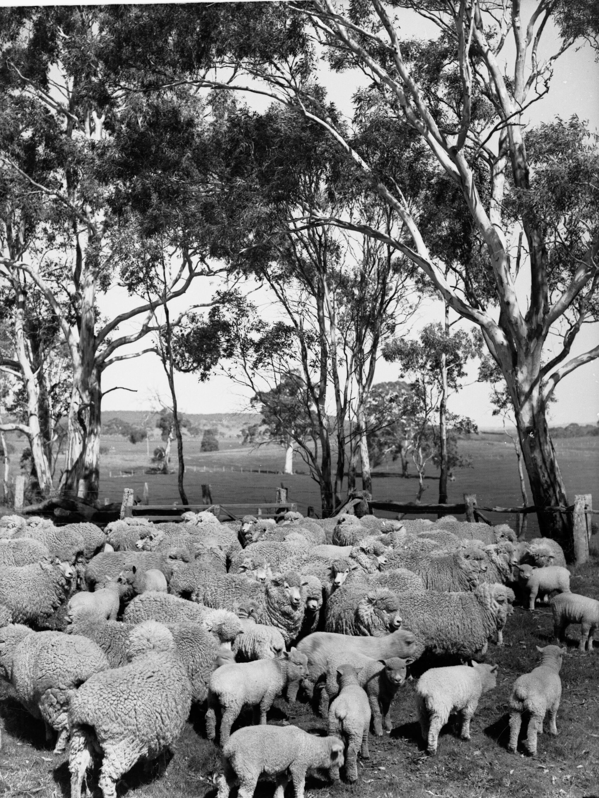 Sheep and lambs, Mount Torrens