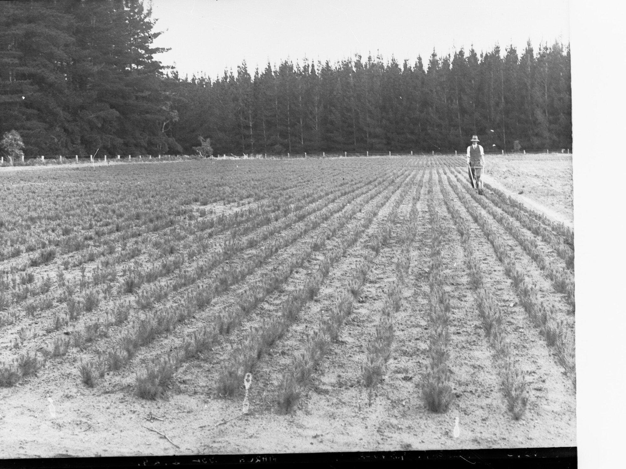 Nursery at Penola Showing Man Working