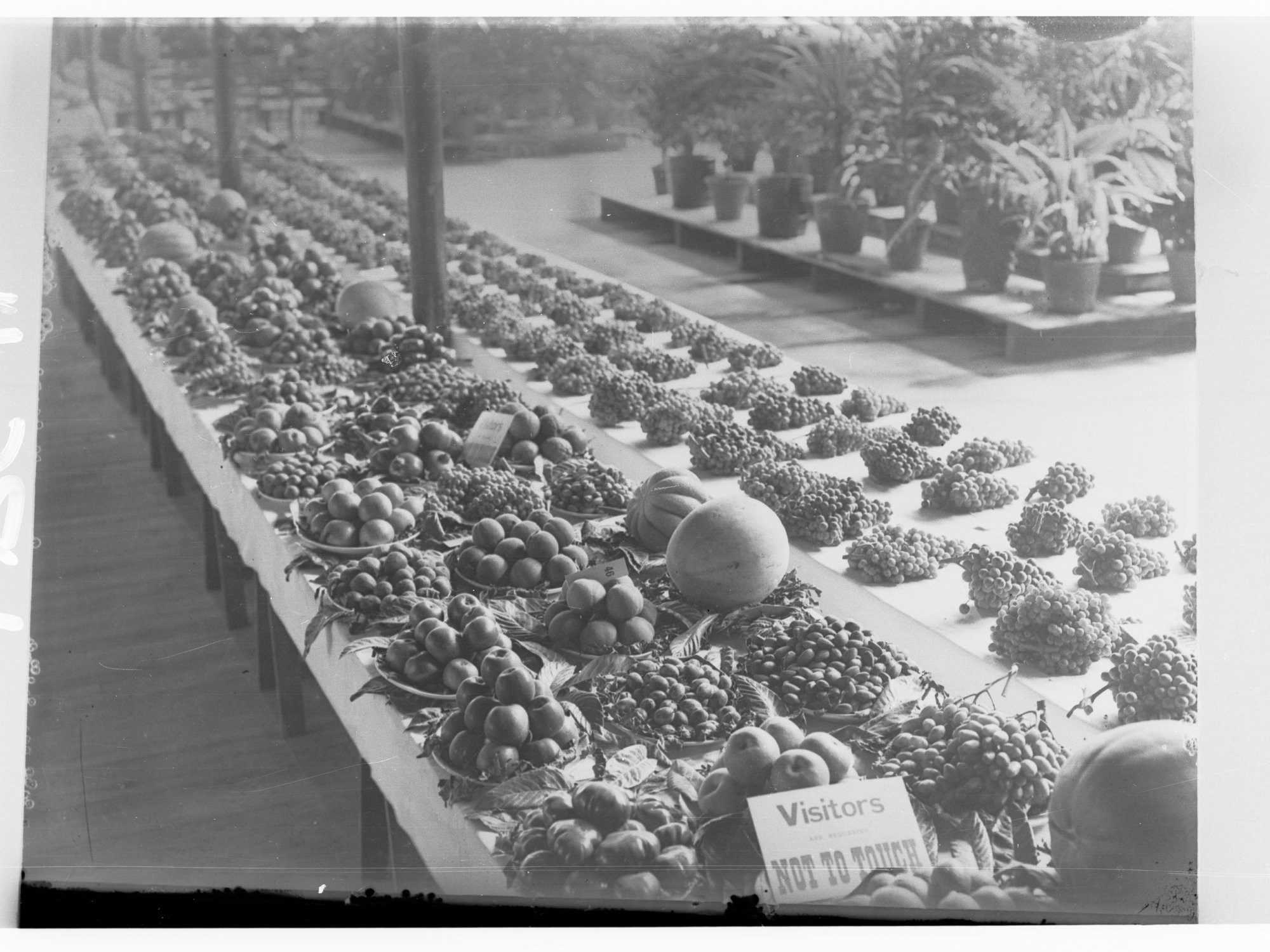 Fruit Exhibition - Royal Adelaide Show