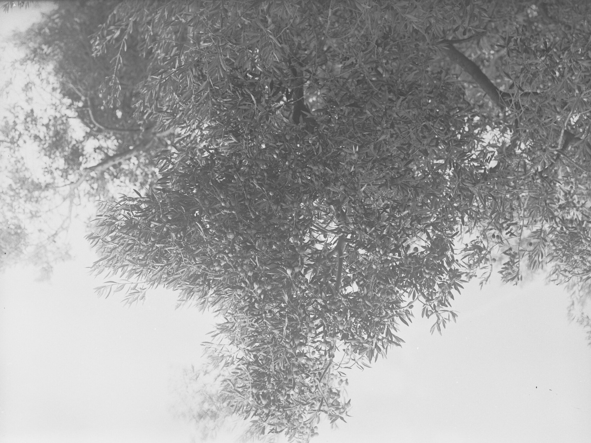 View of olive tree, possibly early olive industry