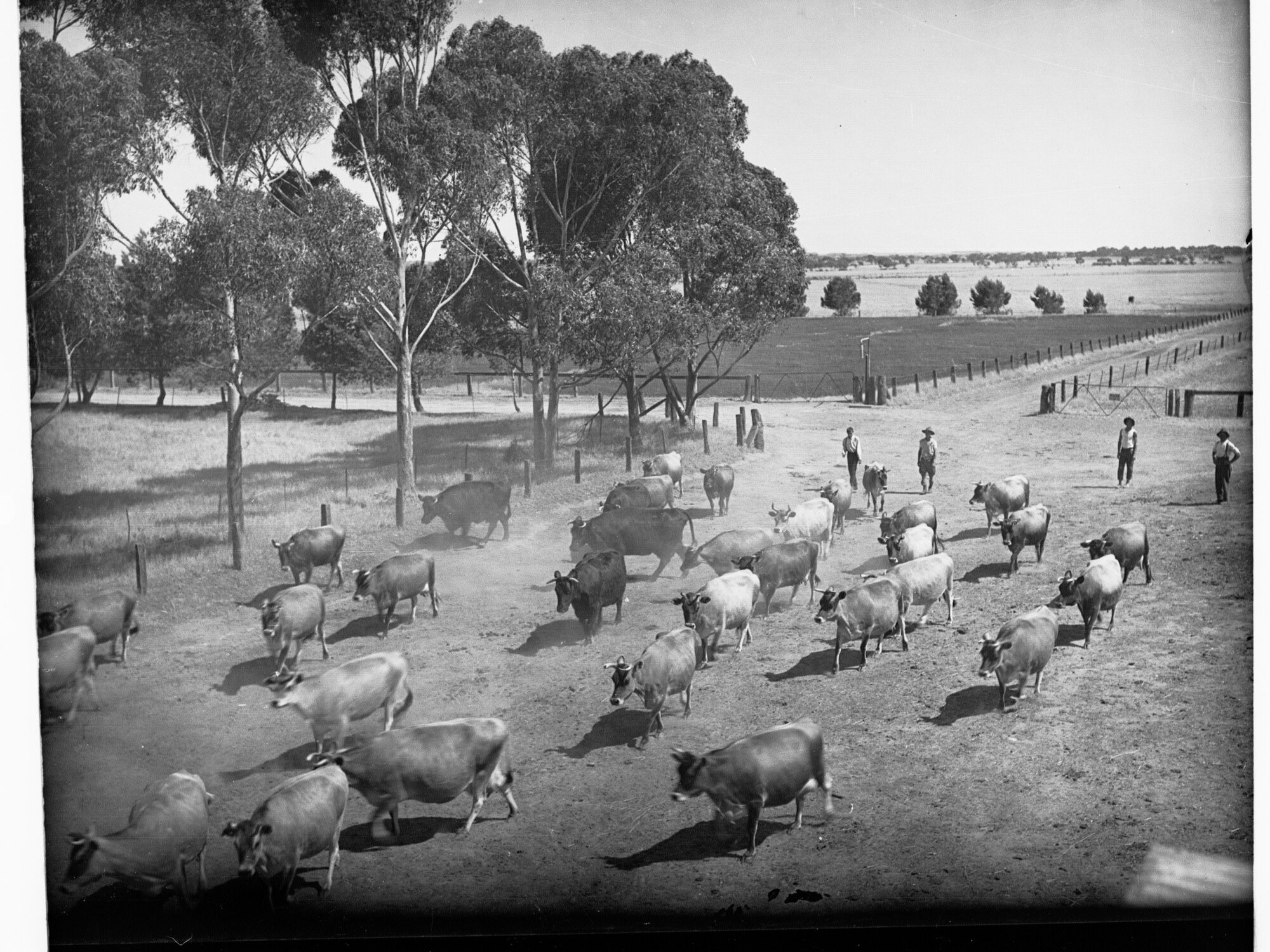 Cattle Being Driven into a Paddock