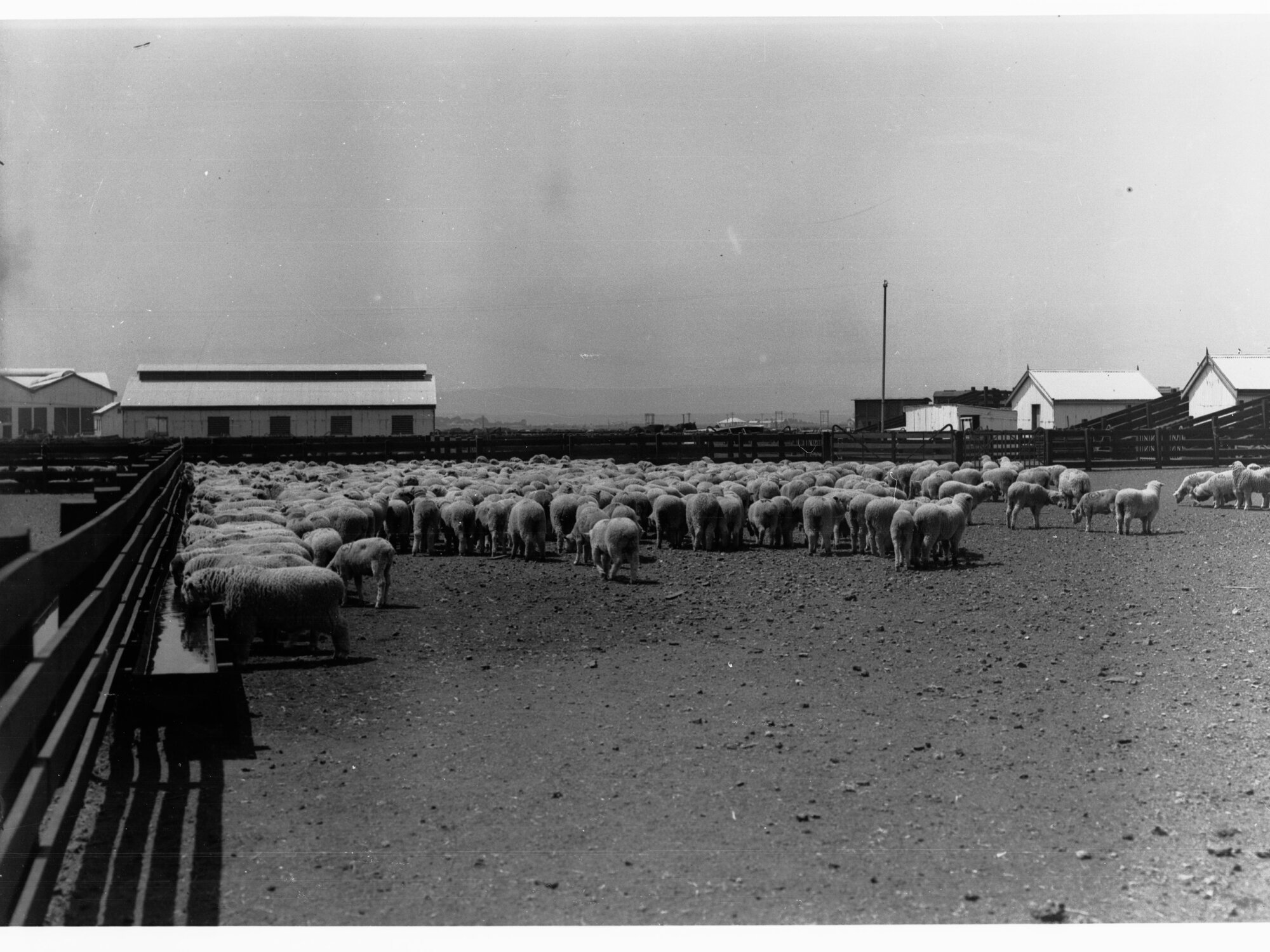 Sheep Yards, Port Adelaide Export Depot