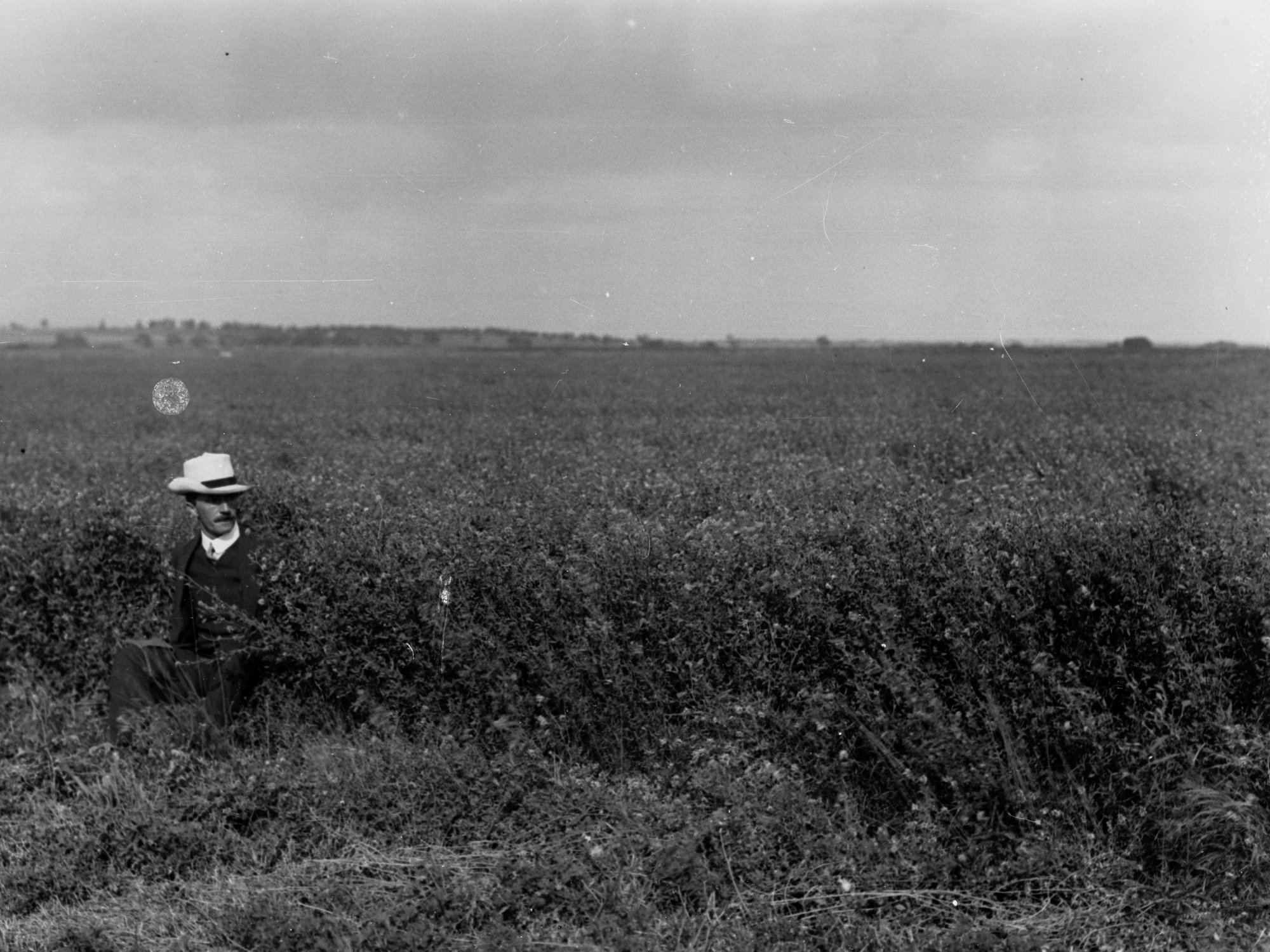 Lucerne growing at Murray Bridge showing man in field