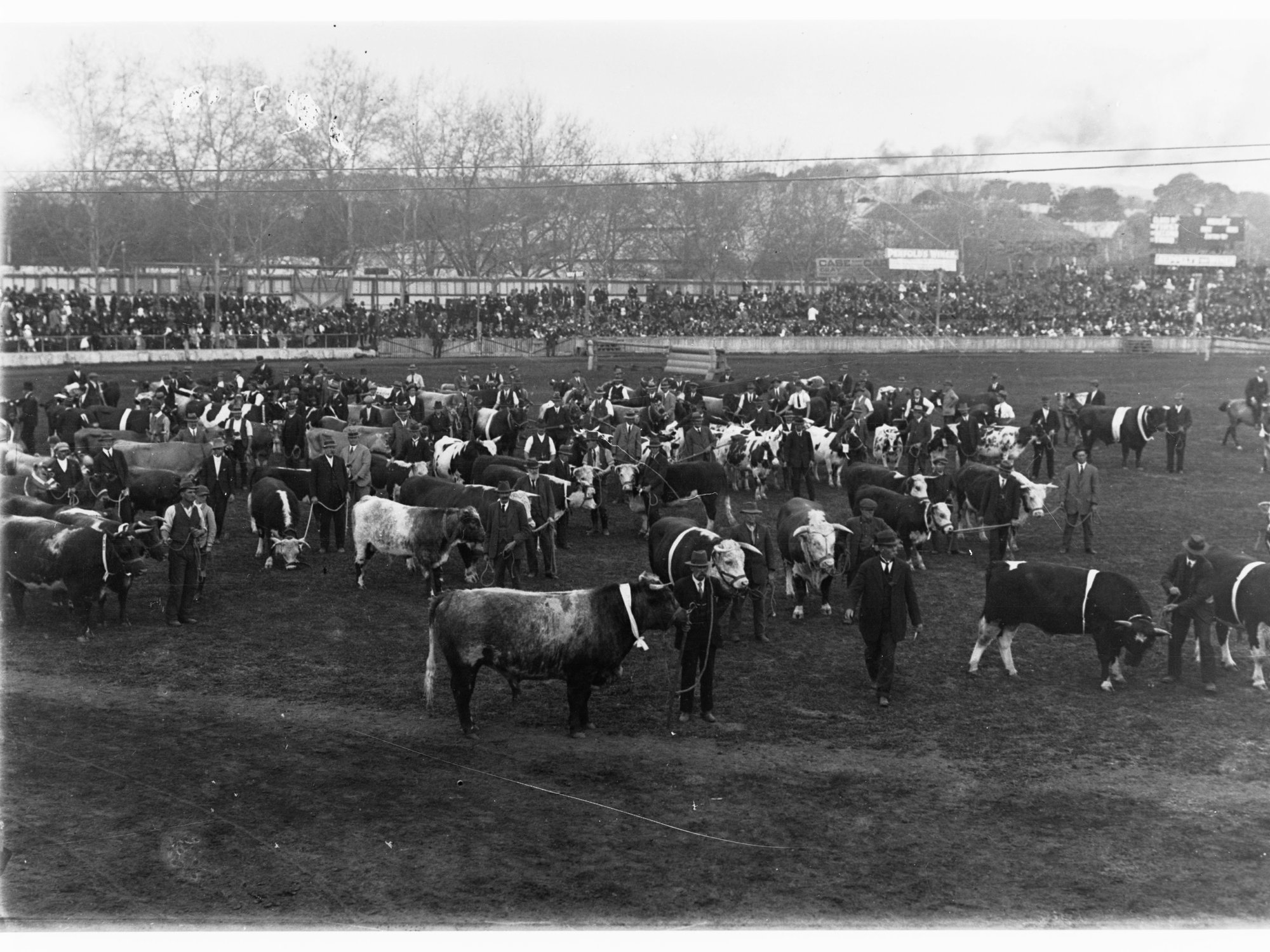 Cattle Parade