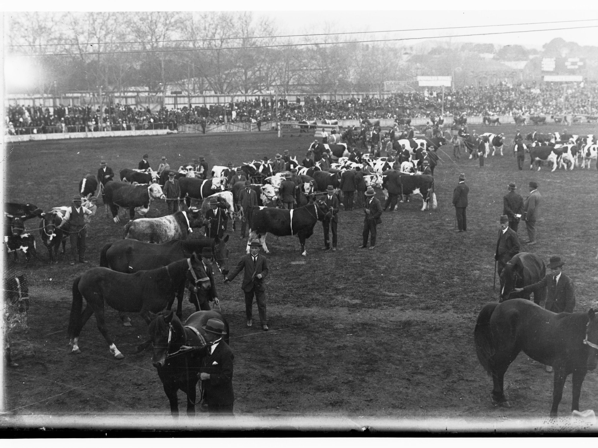 Cattle and horses on parade - Royal Adelaide Show