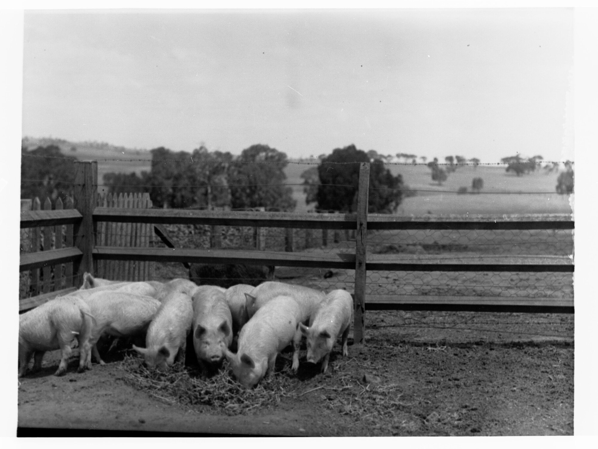 Turretfield, Government stud farm showing pigs