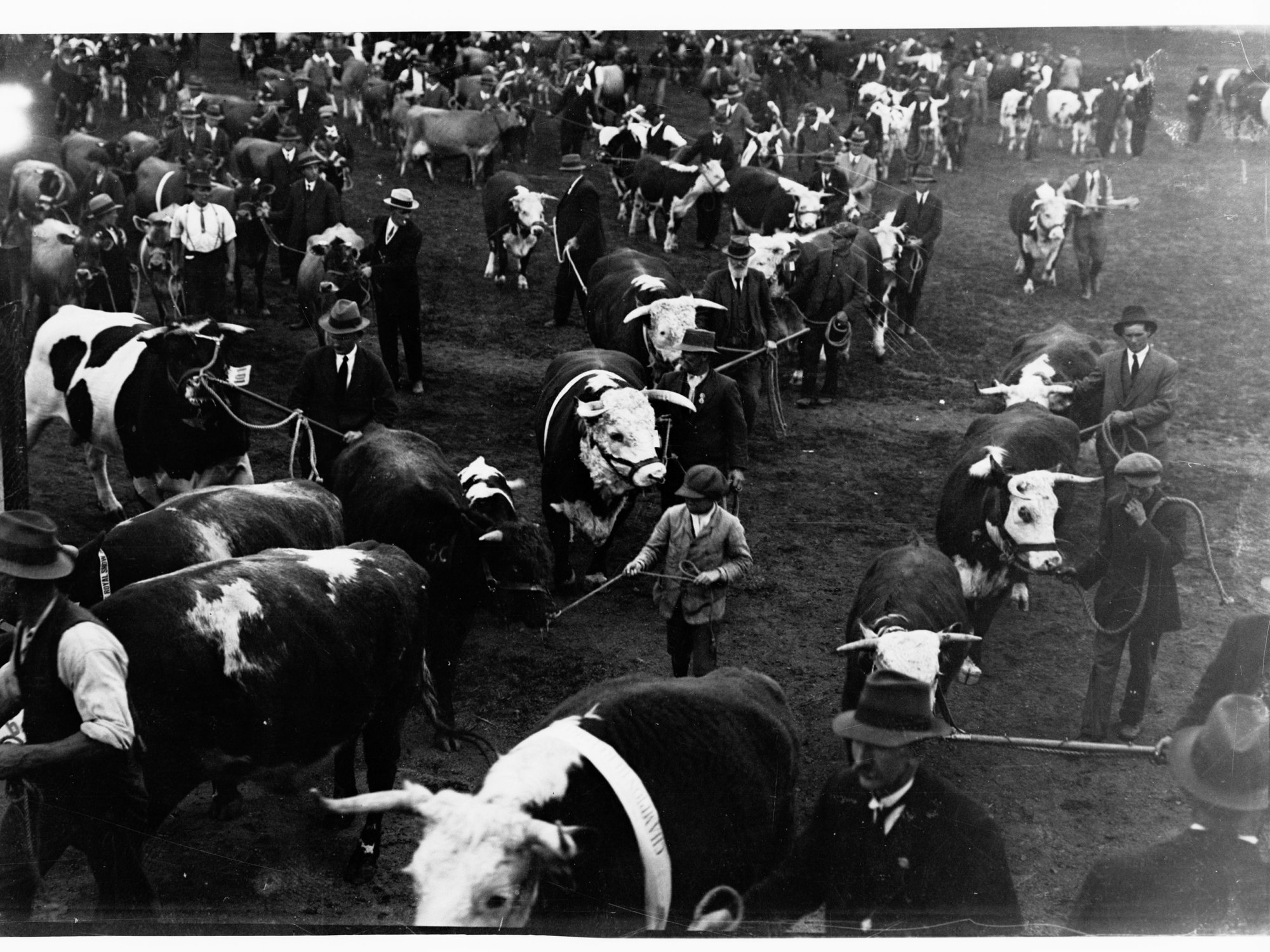Cattle Parade at the Royal Adelaide Show