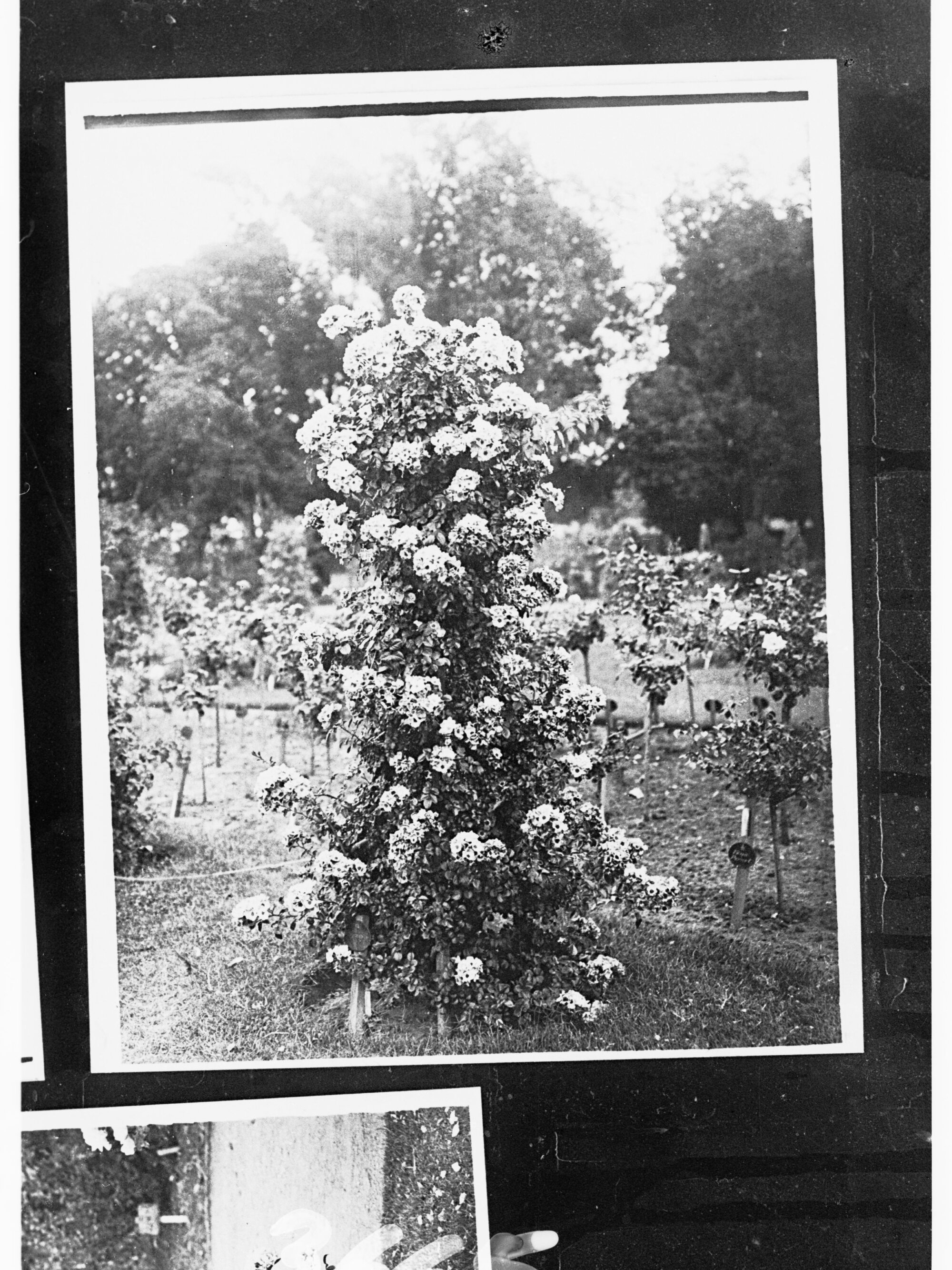 Botanical Gardens - shrubs in flower