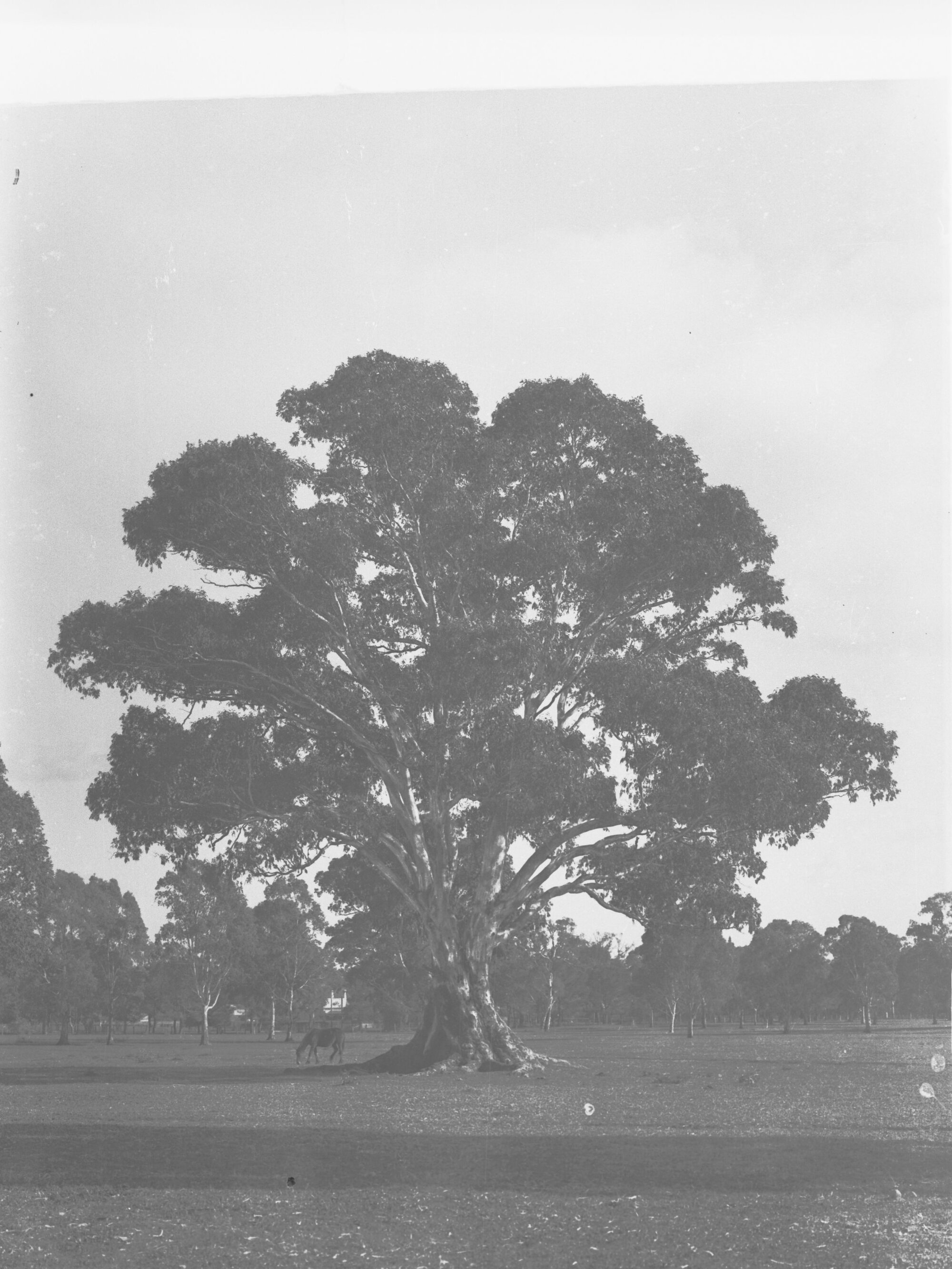 Tree with horse grazing underneath it