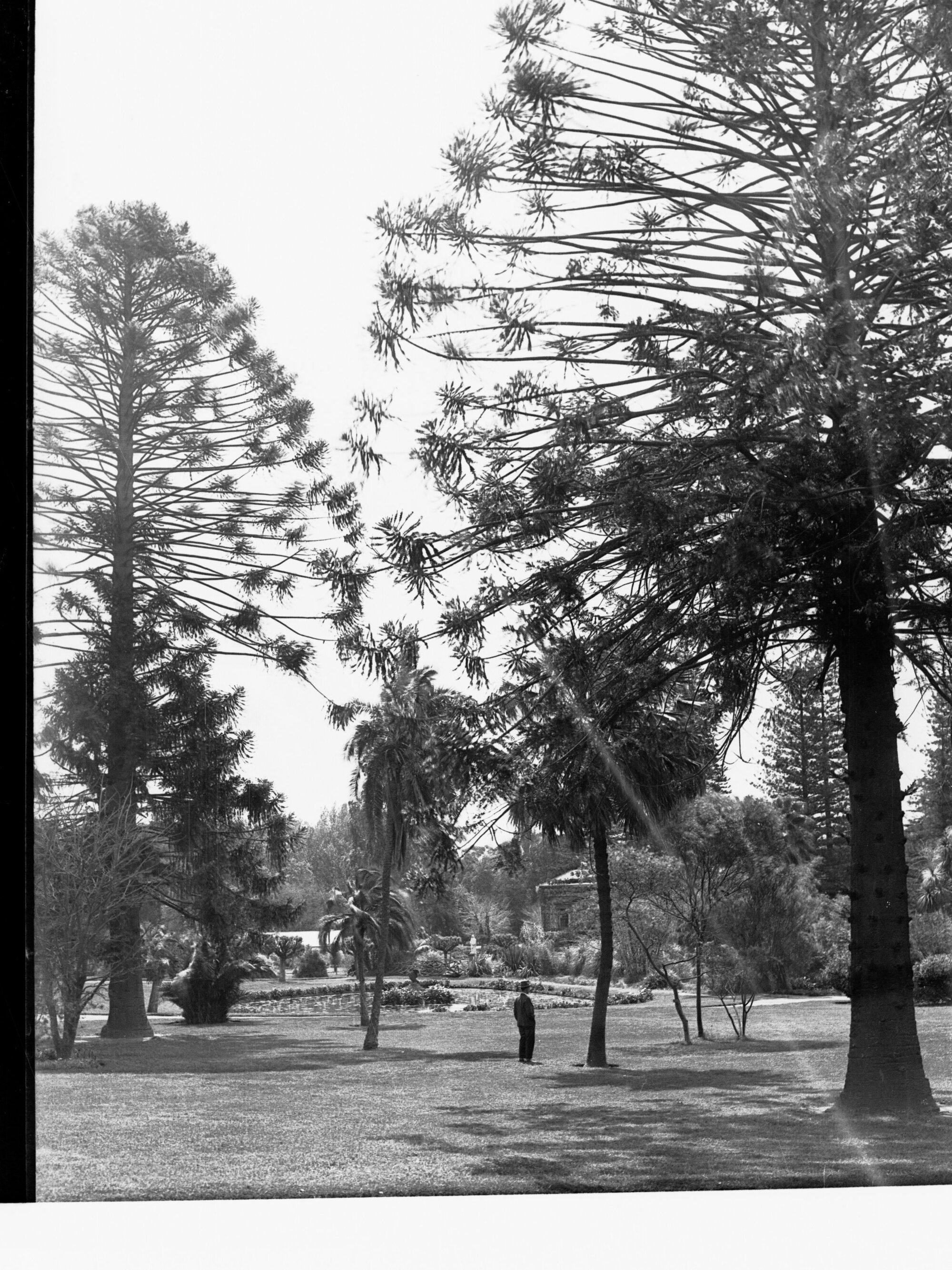 Man Standing in Botanic Gardens Adelaide
