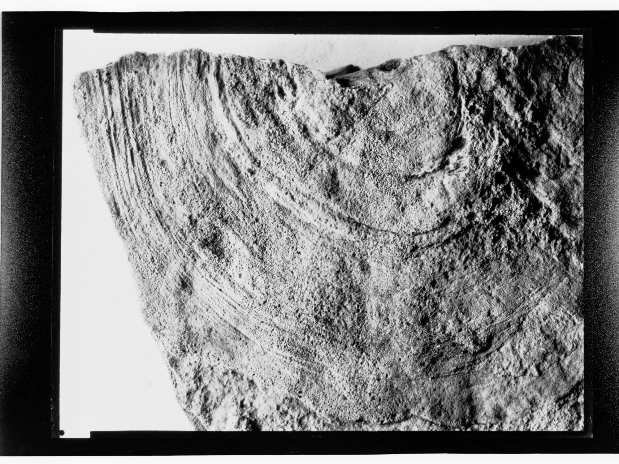 Fossil from Ediacara