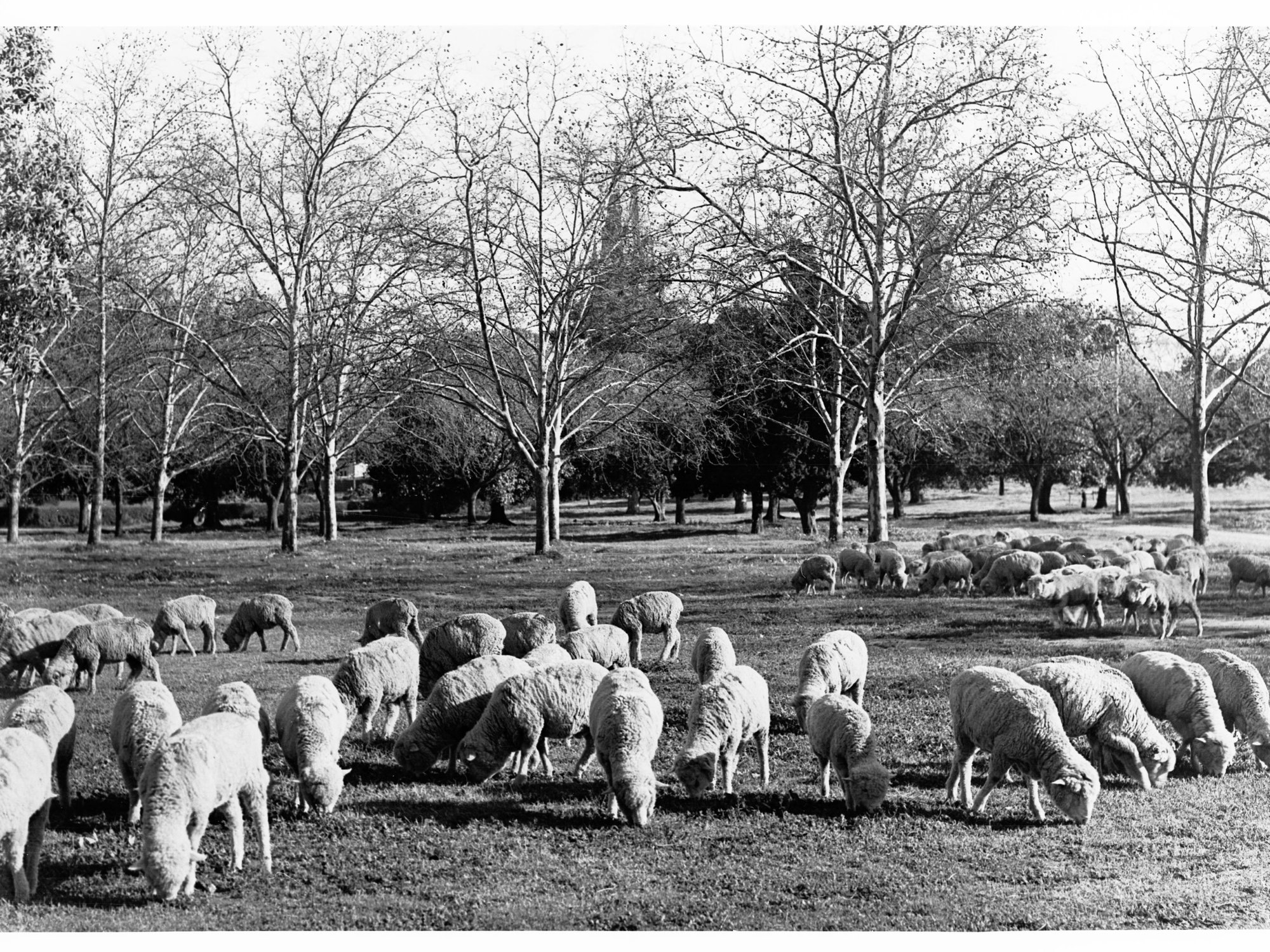 Sheep in Creswell Garden