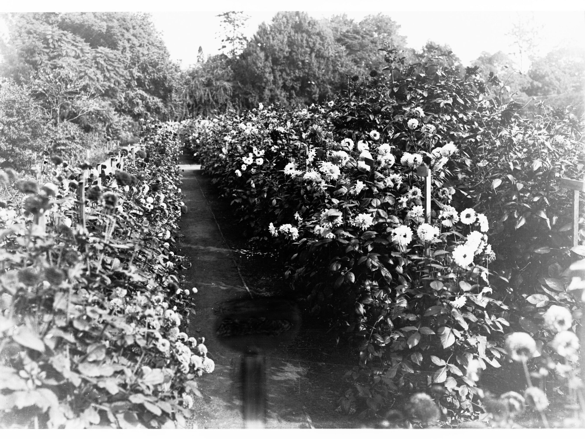 Flower Gardens at the Botanical Gardens