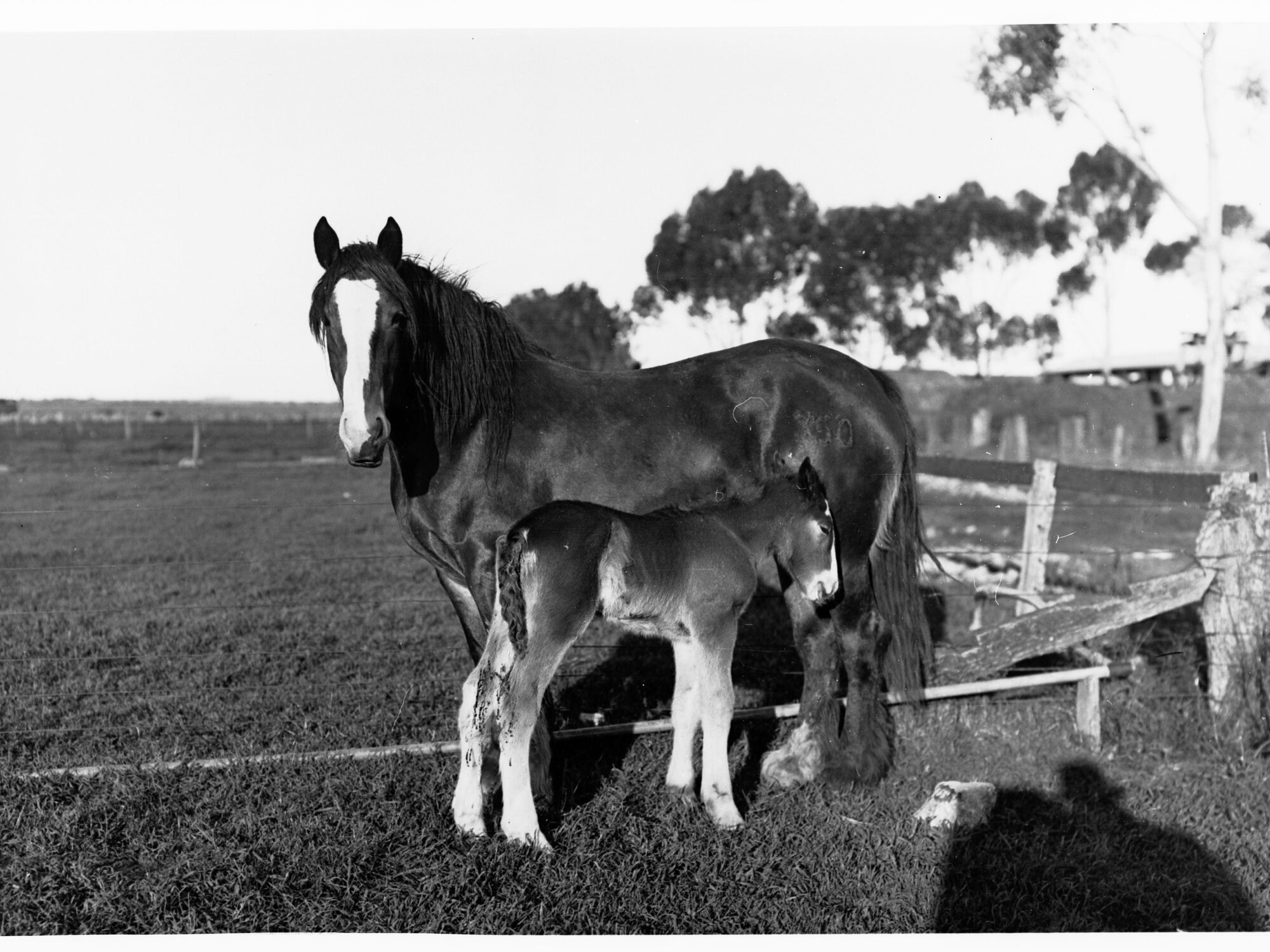 Horse and Foal, Roseworthy