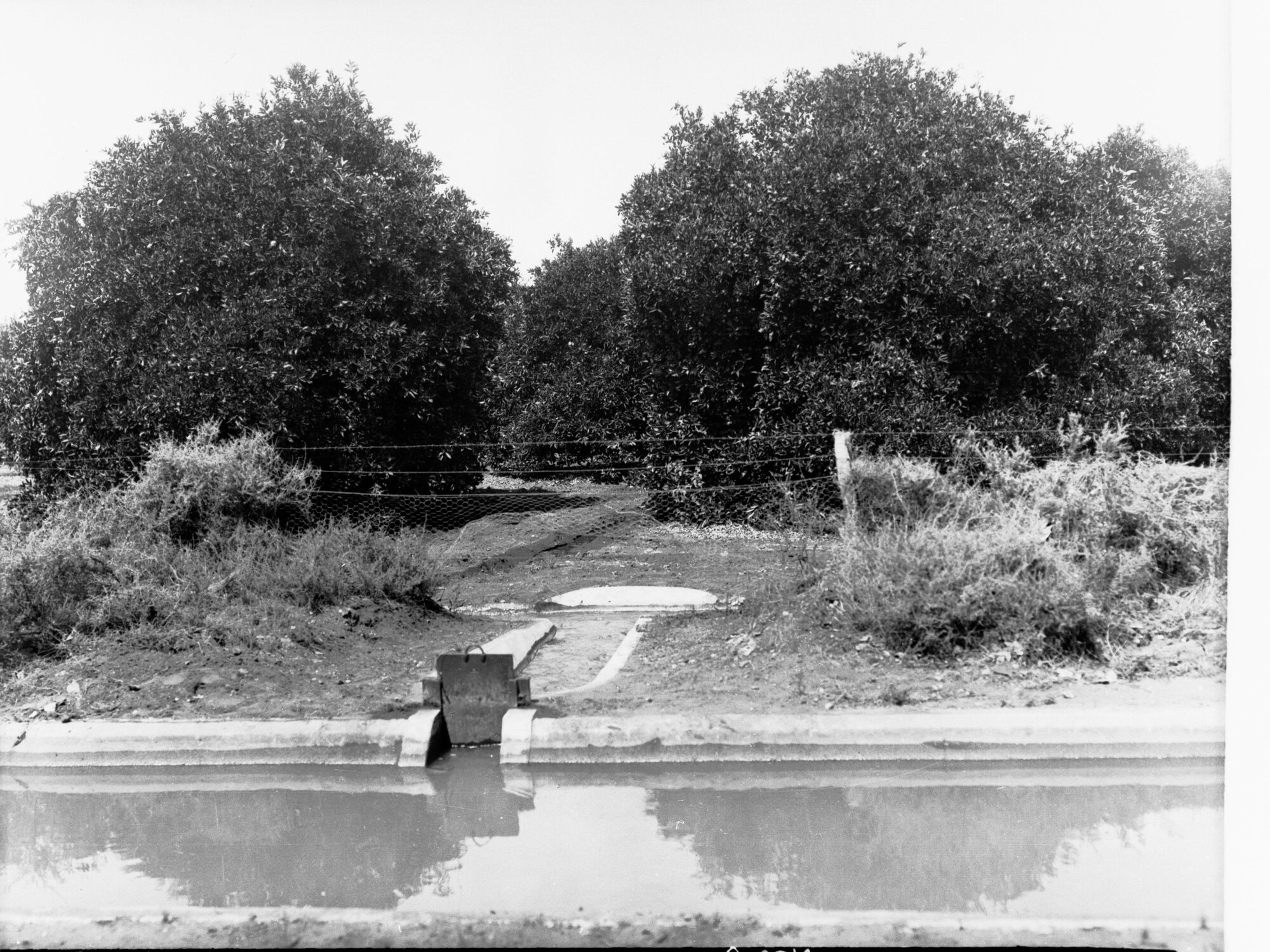 Irrigation channel through orchard at Berri