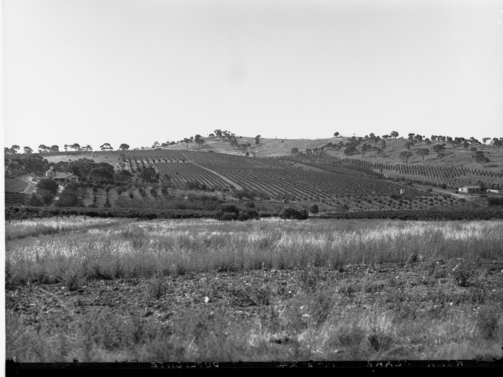 Orchards Near Clare