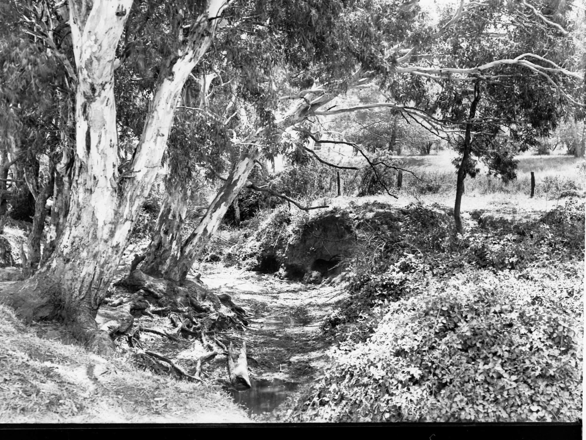 Near Wattle Flat Bush Scene