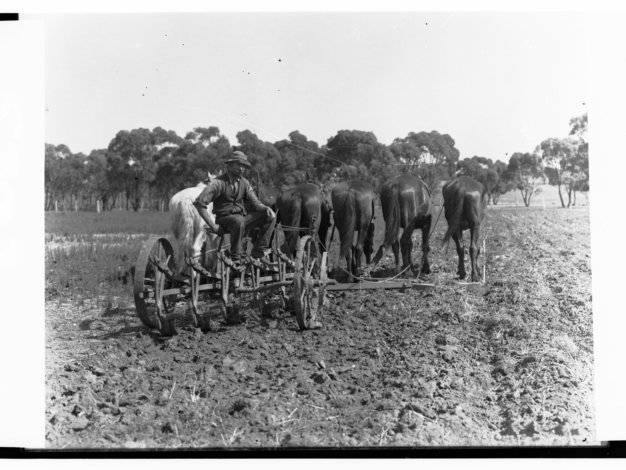 Man Ploughing on Farm South Road Near Adelaide