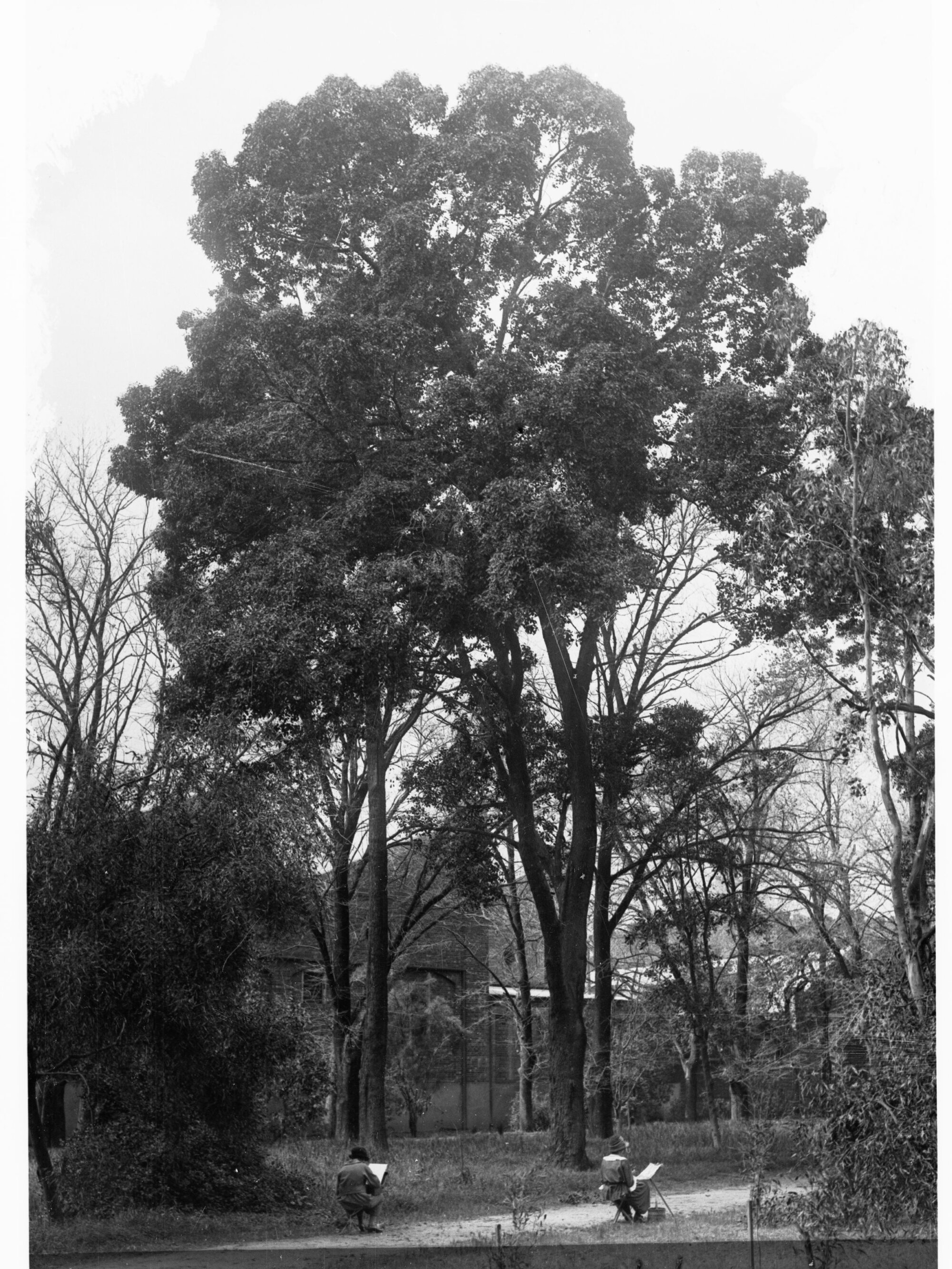 Melaleuca Styphelioides,  Botanic Gardens