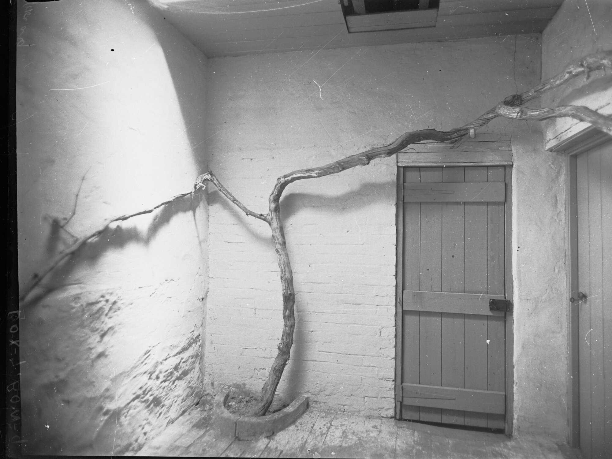 Vine growing on house at Brighton