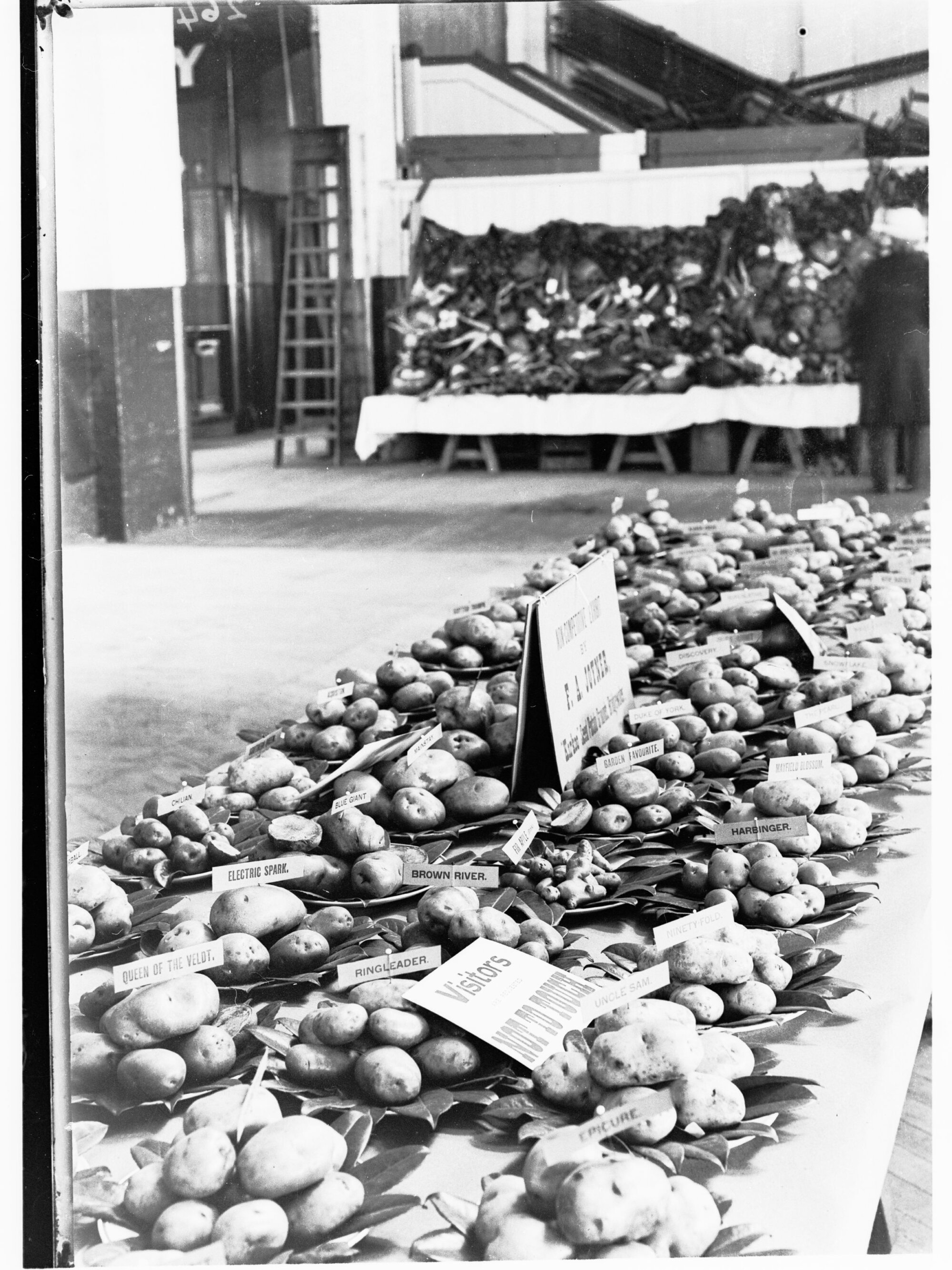 Exhibition of potatoes