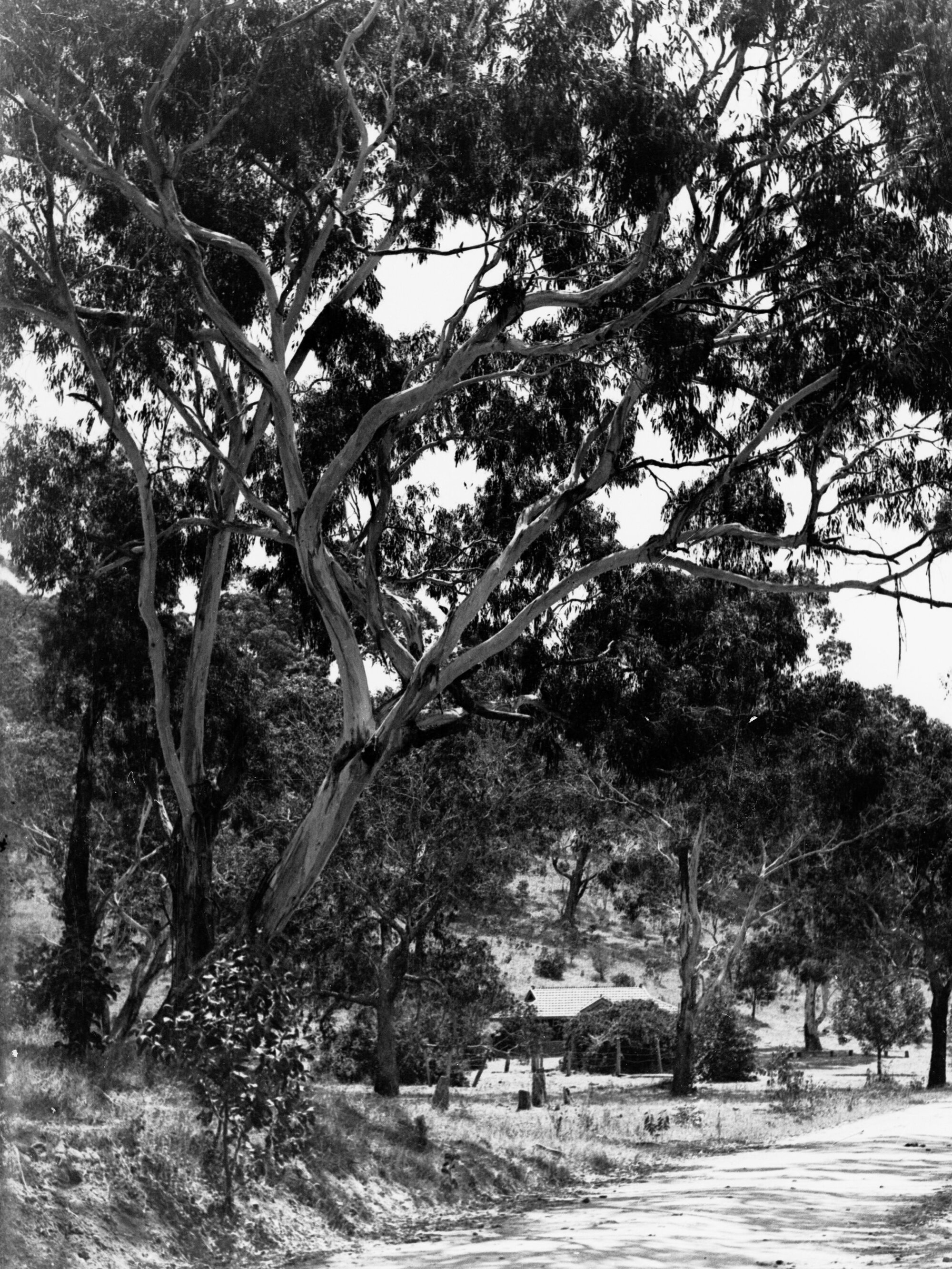 Honeysuckle Arbor National Park with home amid trees