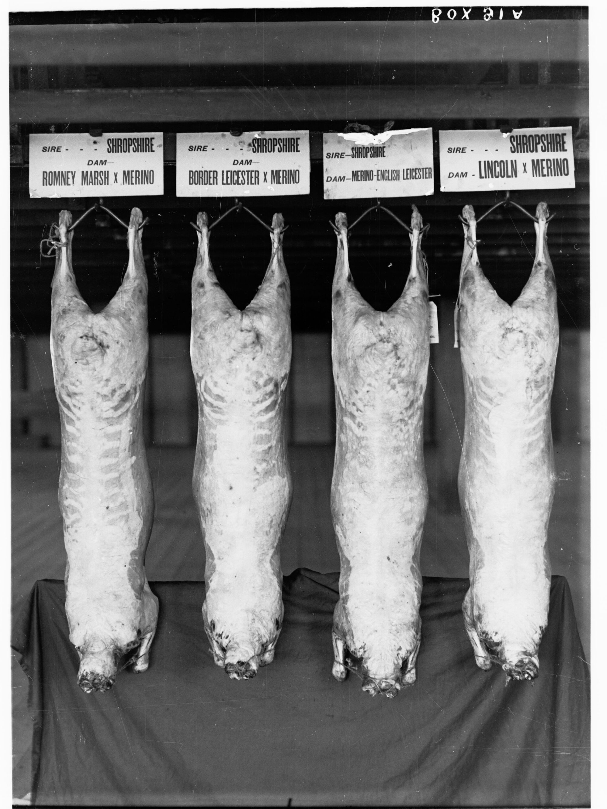 Carcasses hanging in a cool room - Agricultural Department