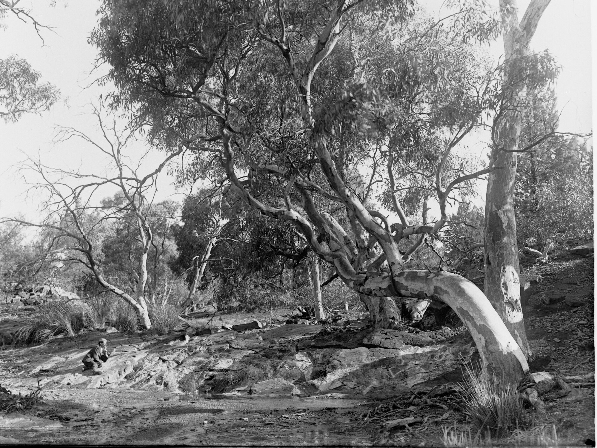 Flinders Ranges Angorichina Creek