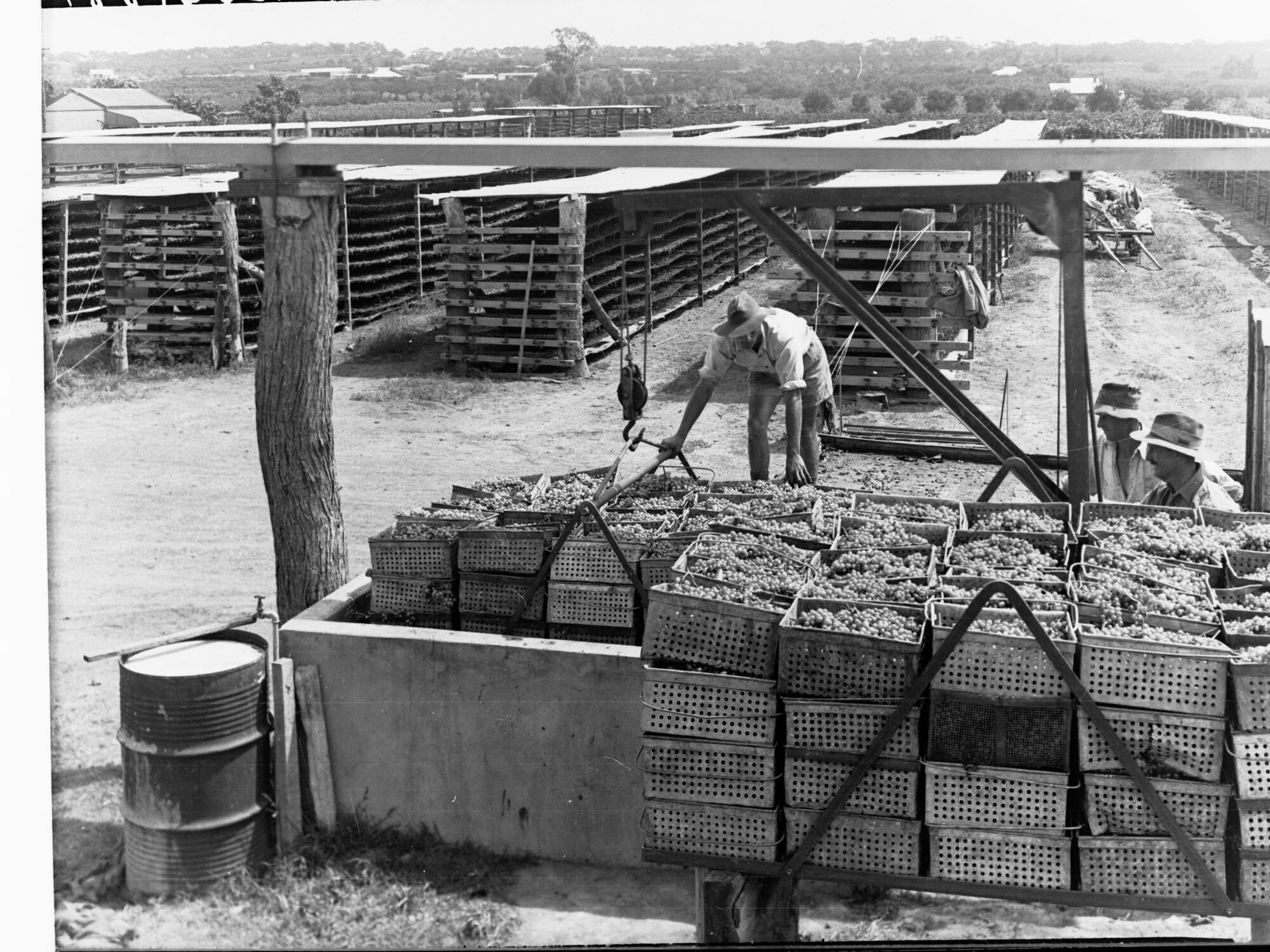 Men loading grapes