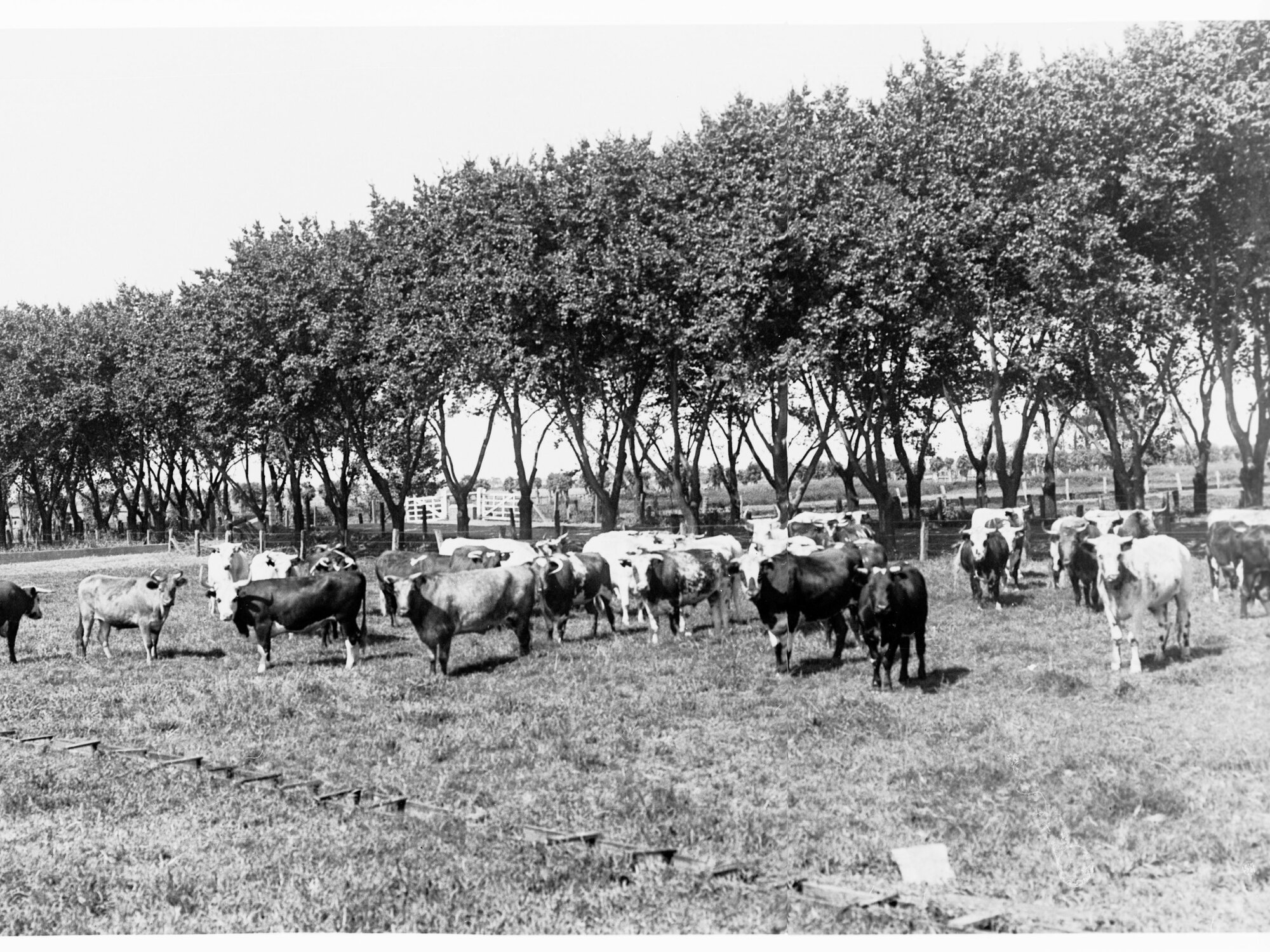 Cattle on sewage farm at Islington