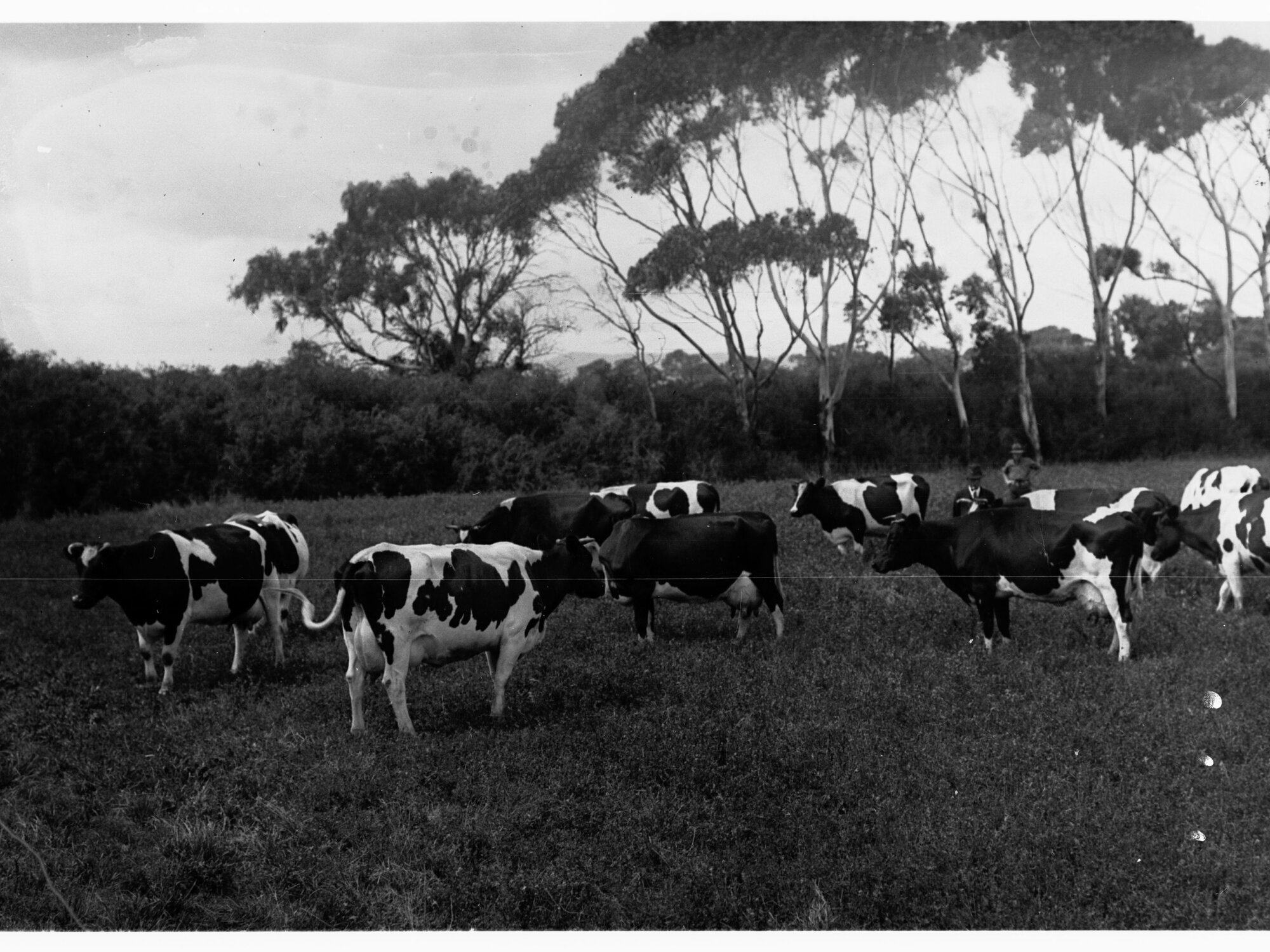 Dairy Cows in Paddock