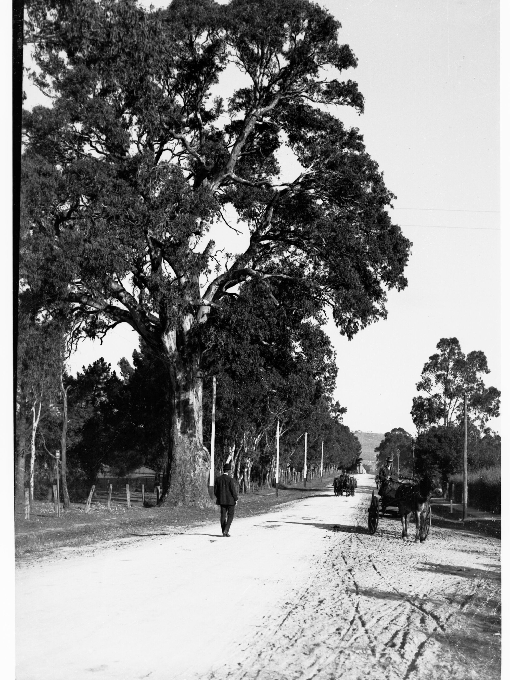 District Road near Burnside showing horse and carts and man walking down the road
