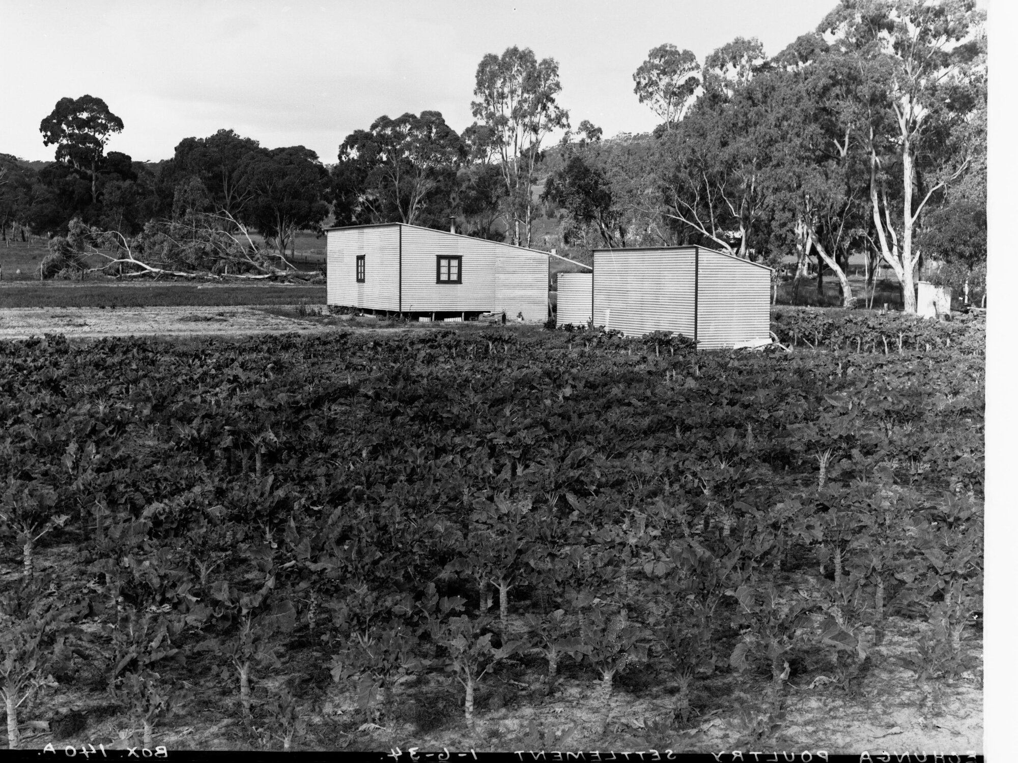 Echunga Poultry Settlement - Showing House and Tin Shed
