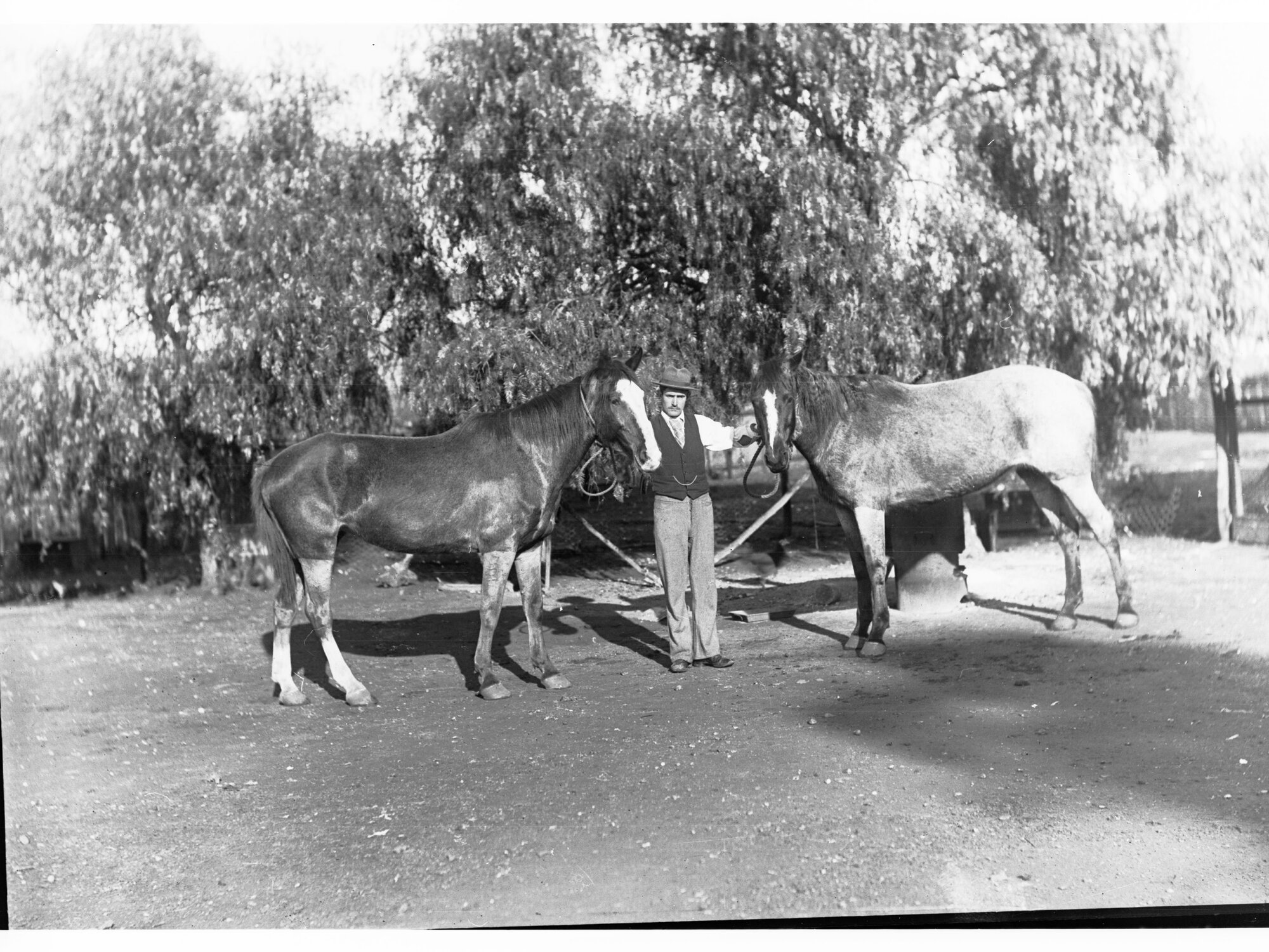 Man Holding Two Horses