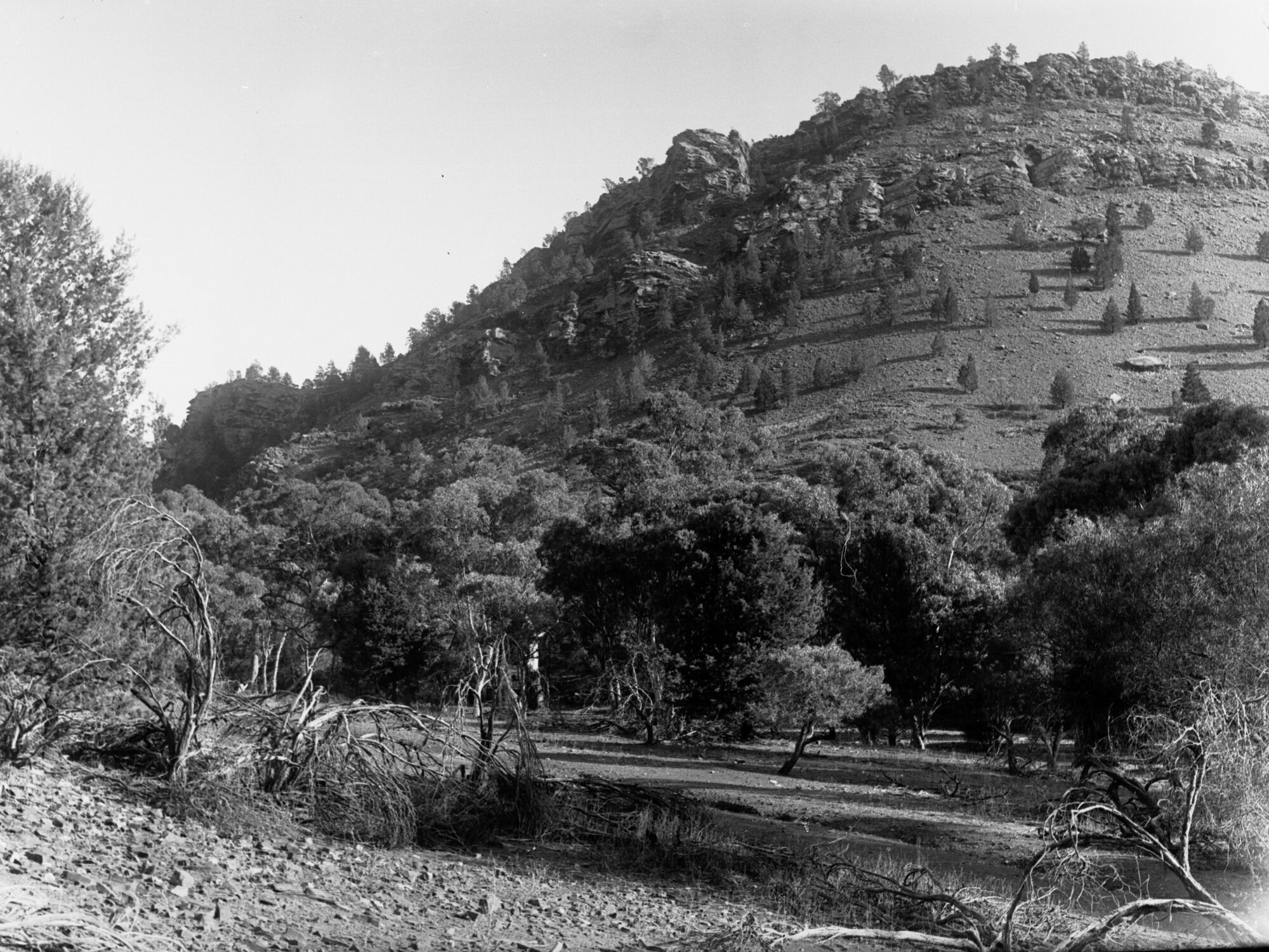 Bush Scene at Moolooloo, near Owienagin Creek
