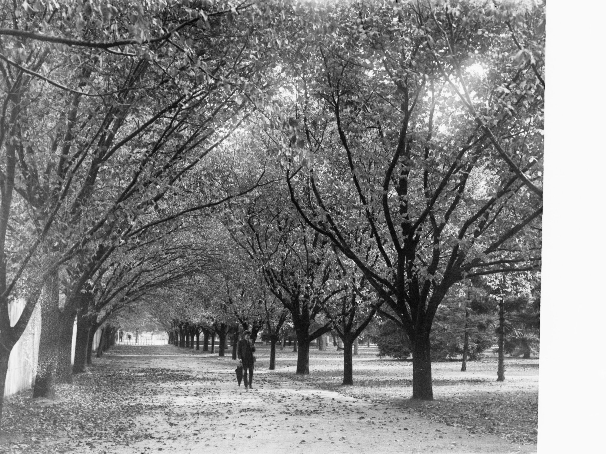Man on pathway through park - Botanic Park