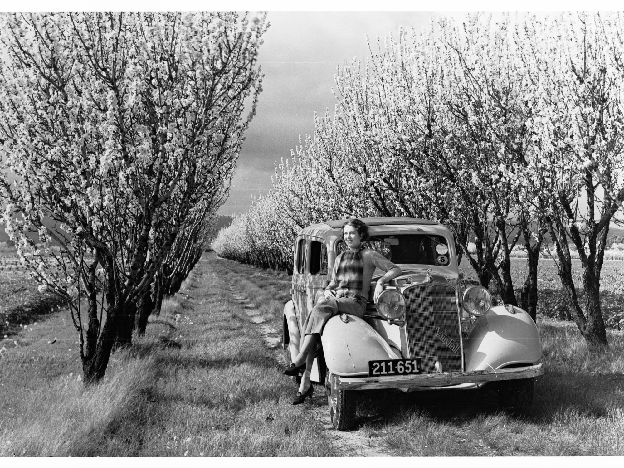 Almond Orchard 