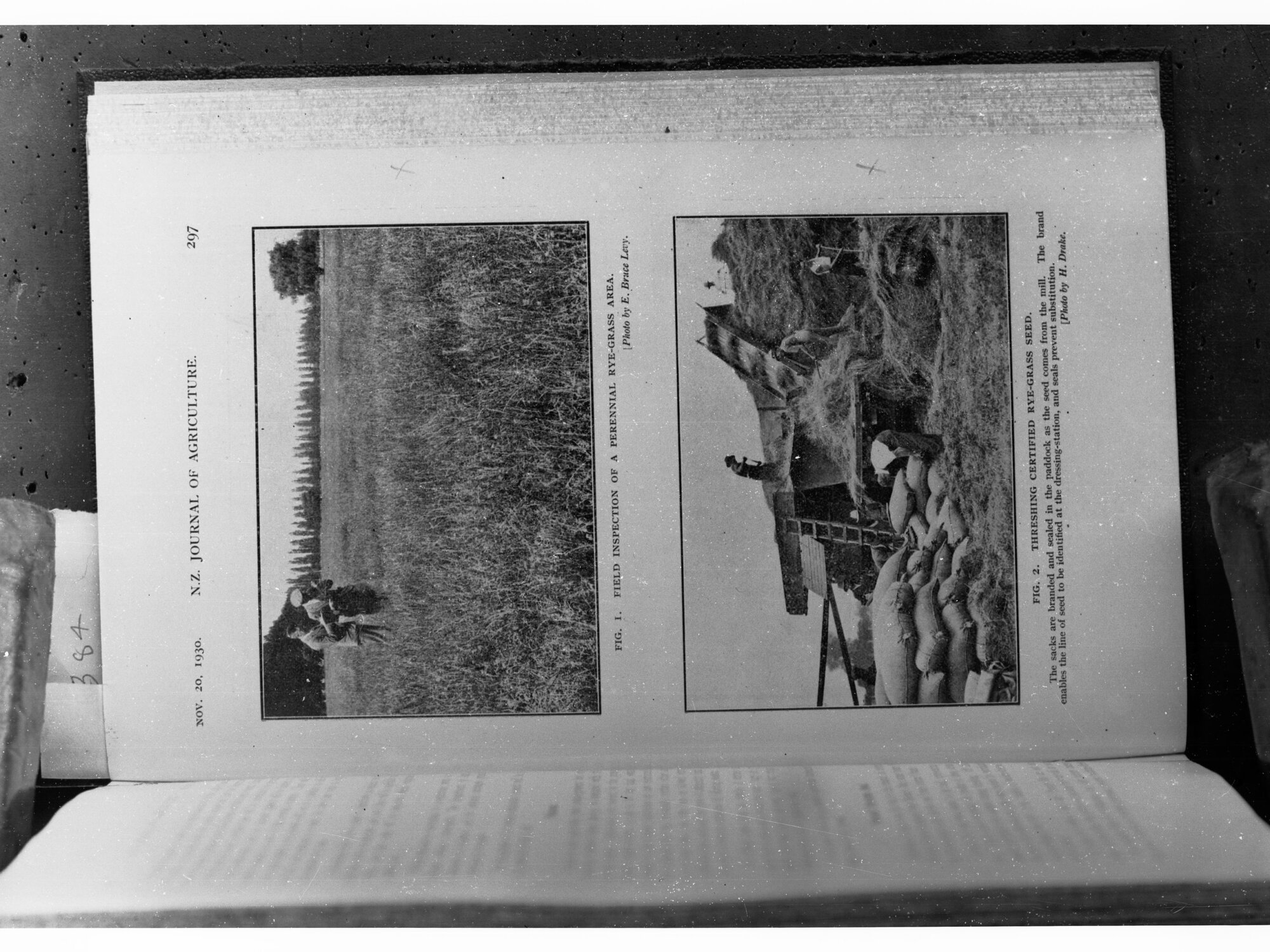 Rye Grass Industry in New Zealand