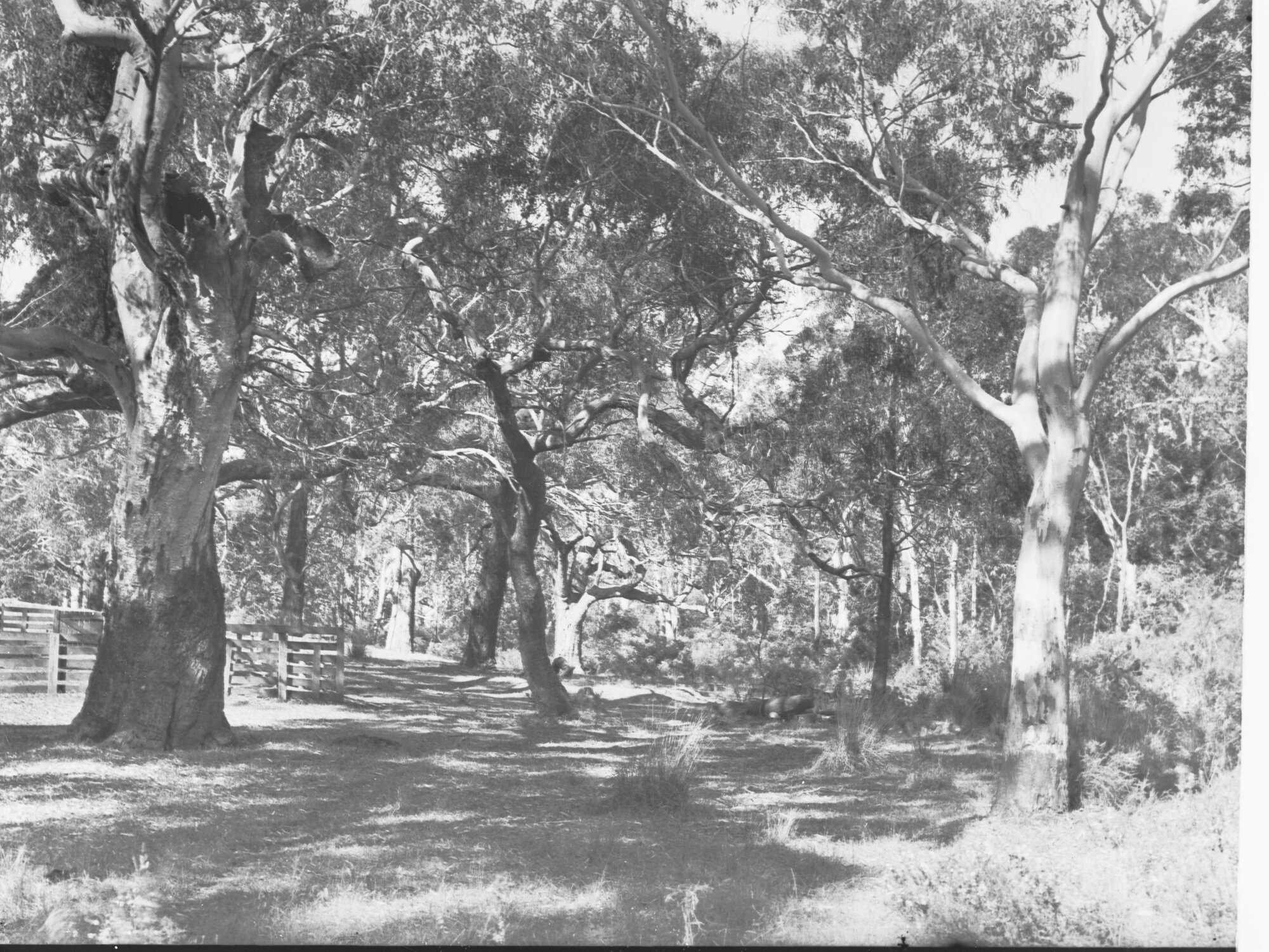 Bush Scene at Burbrook