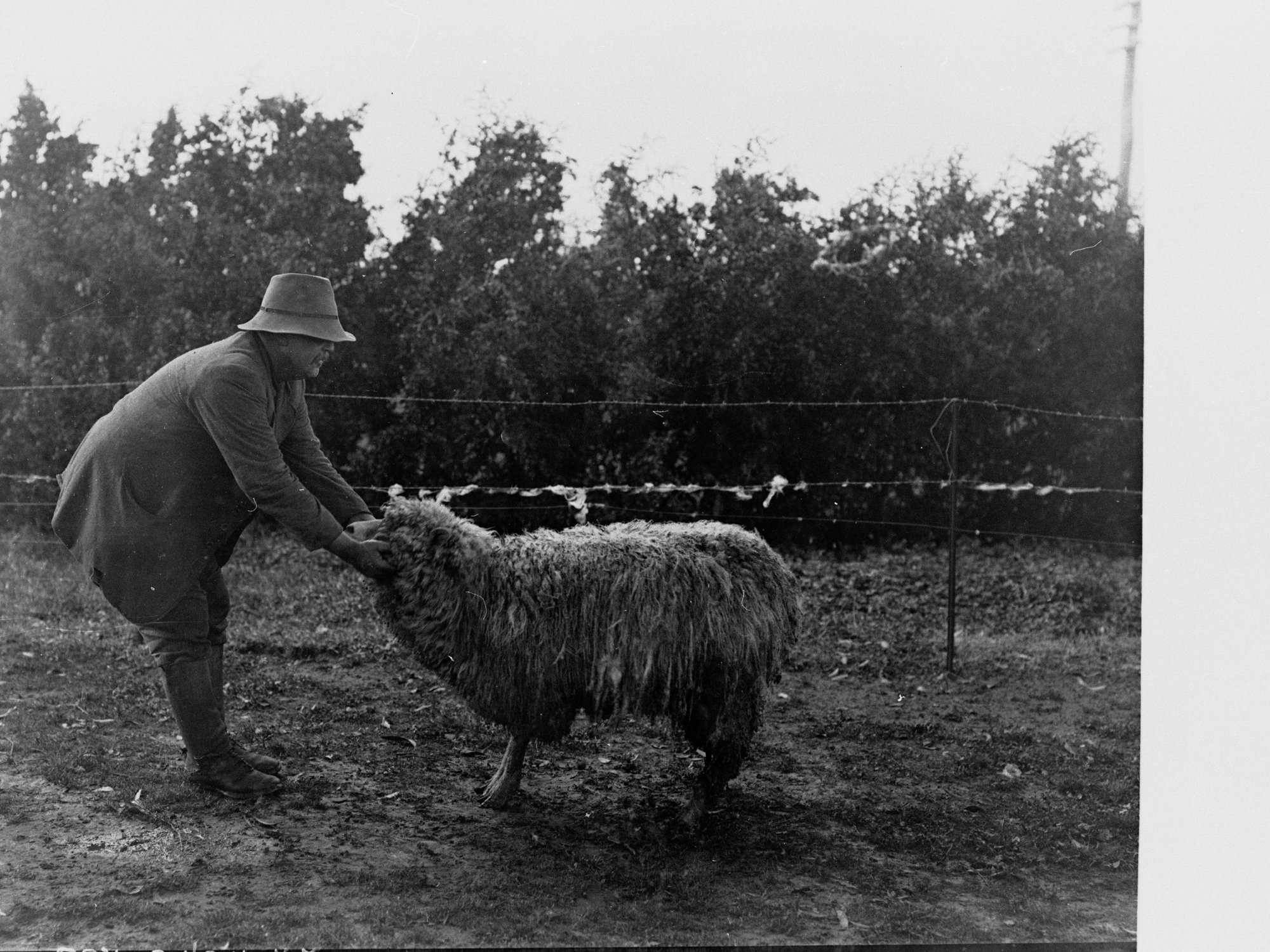 Man holding sheep infested with lice