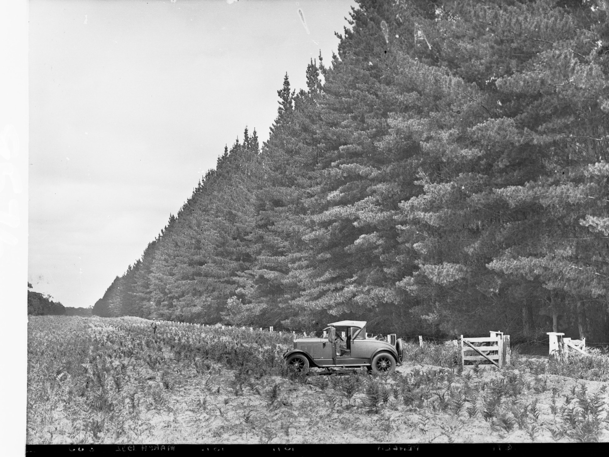 Penola Forest Showing Automobile Near Fencing and Gateway