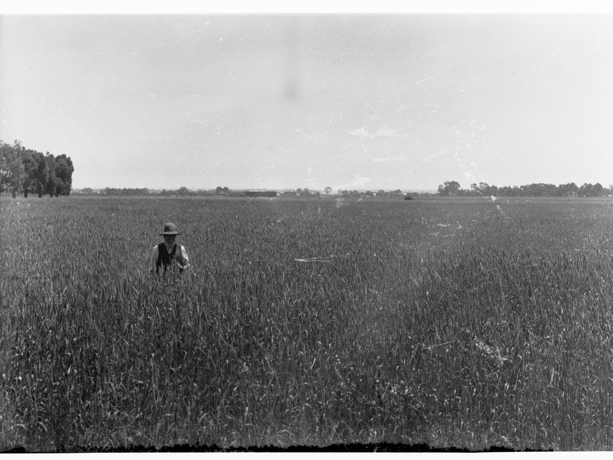 Wheat crop at Redfern