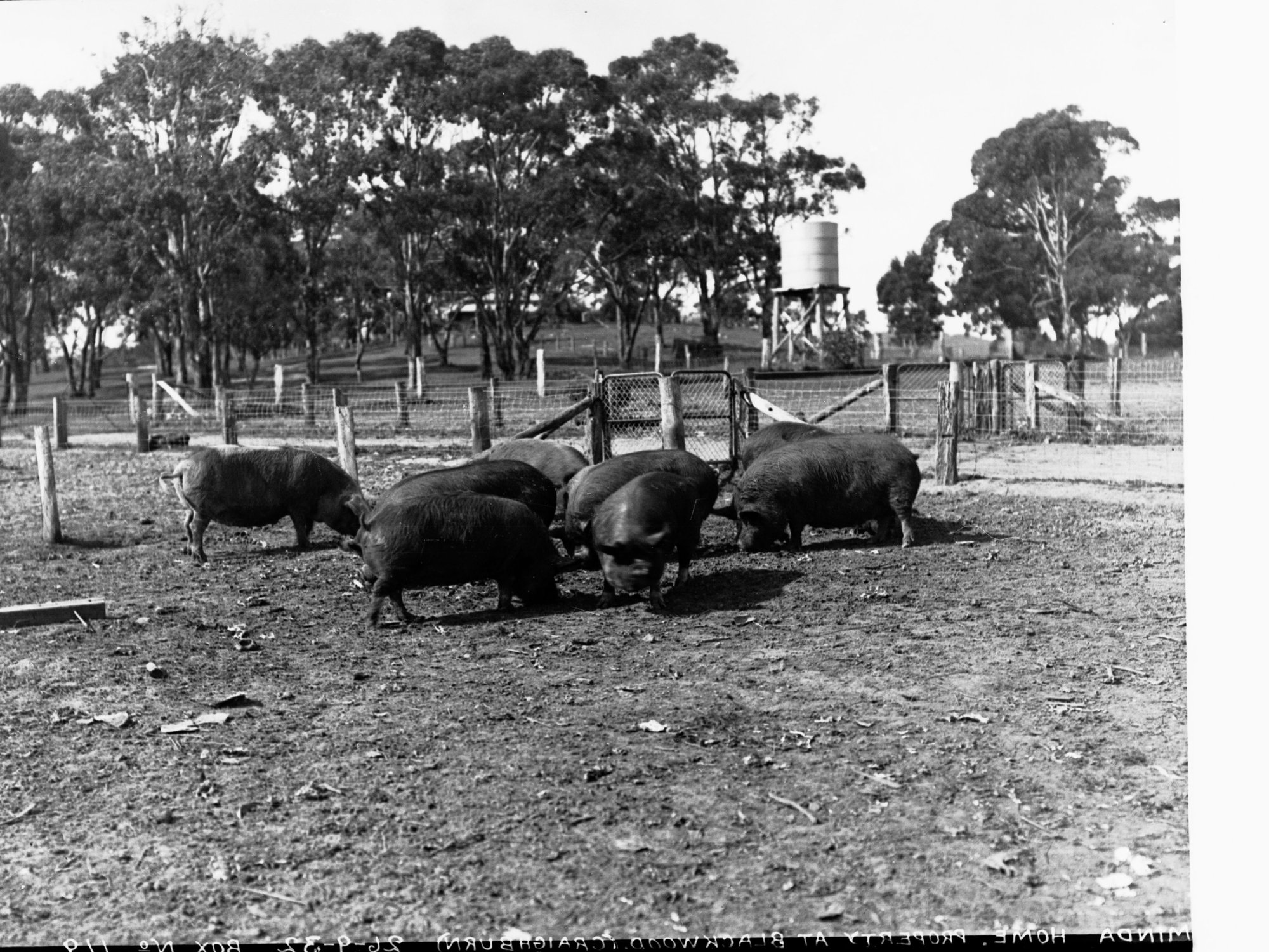 Pigs at Minda Home's Craigburn Farm, Blackwood